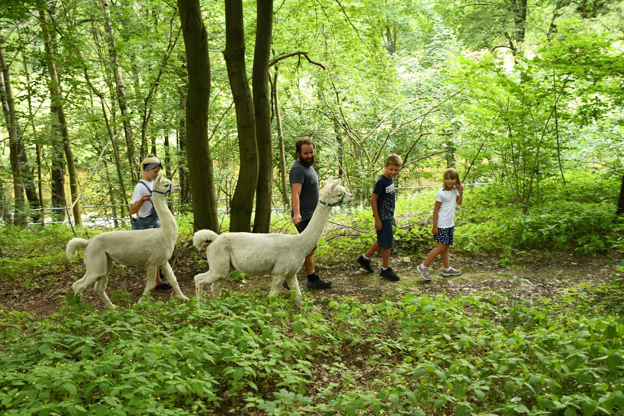 Alpakawanderung im Chemnitztal – Motiv