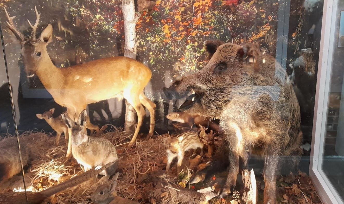 Einzigartiges Schulmuseum und Naturerlebnishaus