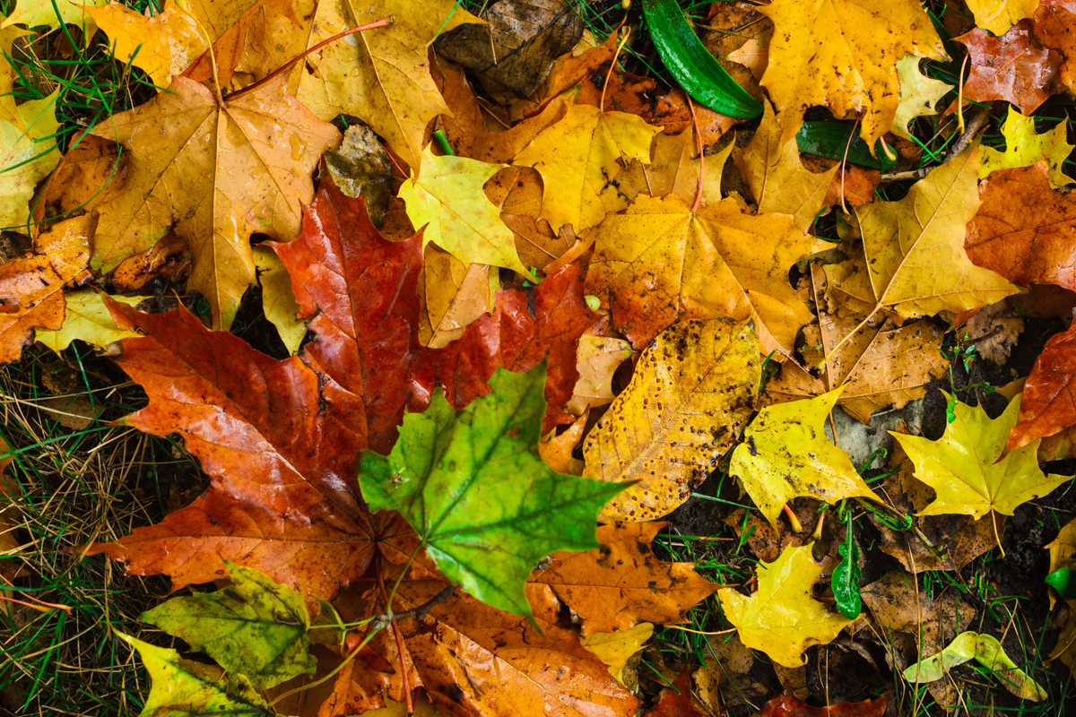 Goldener Herbst im Gutswald Eichhofen