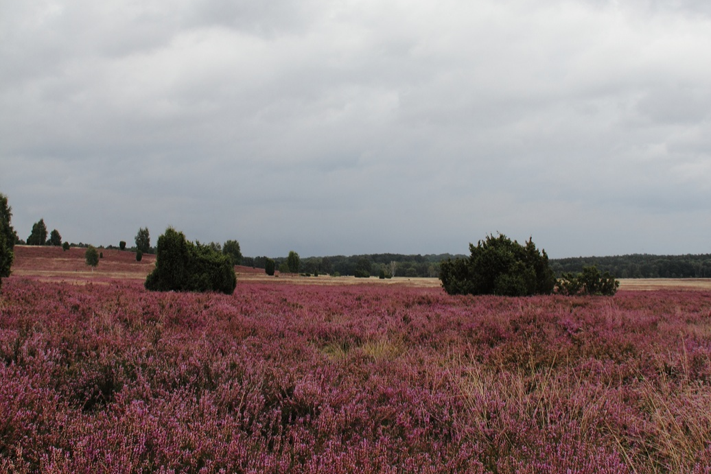 Walderlebnis Ehrhorn (39 km) Radtour 3