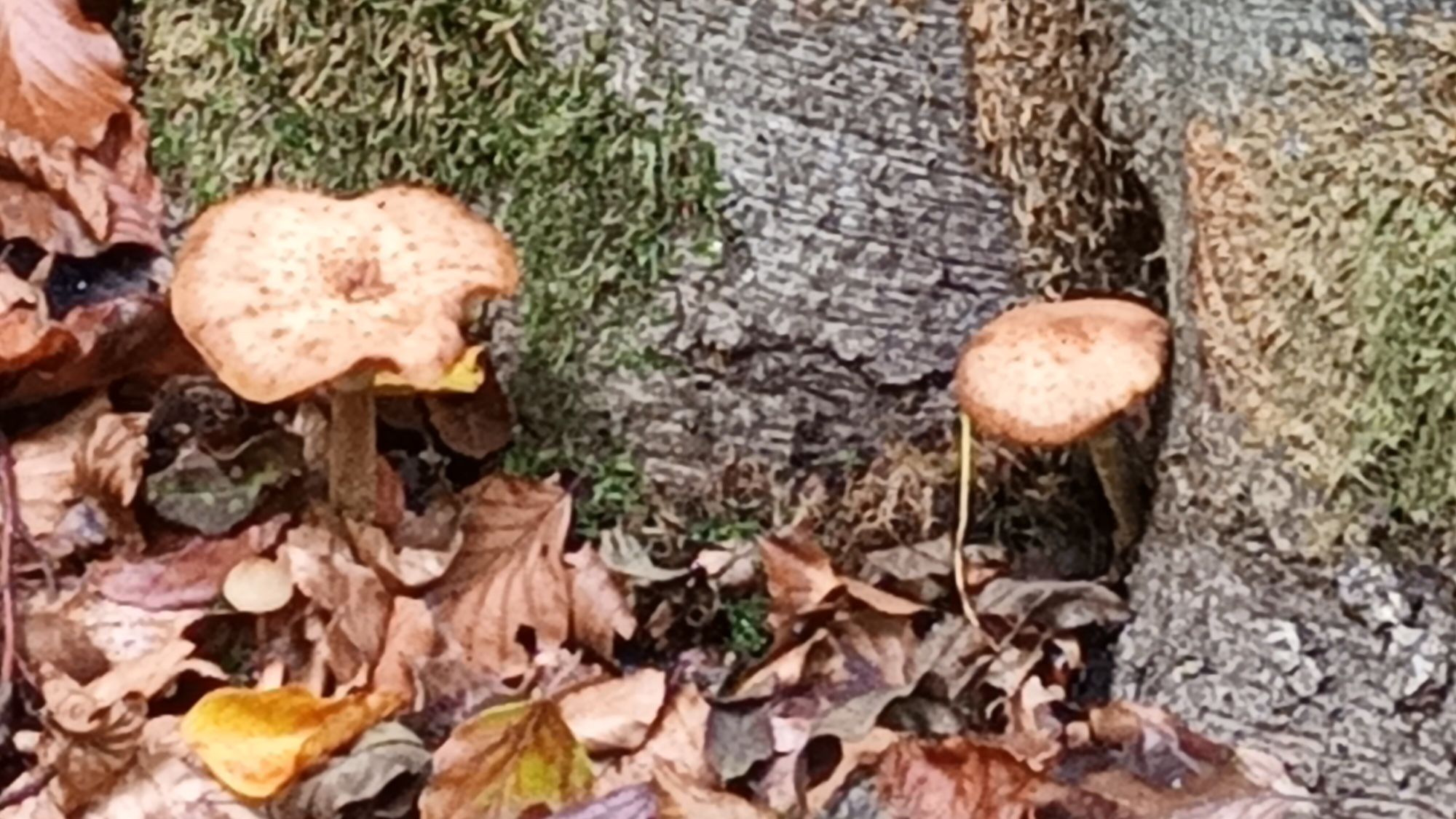 Walderlebnis: Pilze zum Staunen (Wanderung 4km)