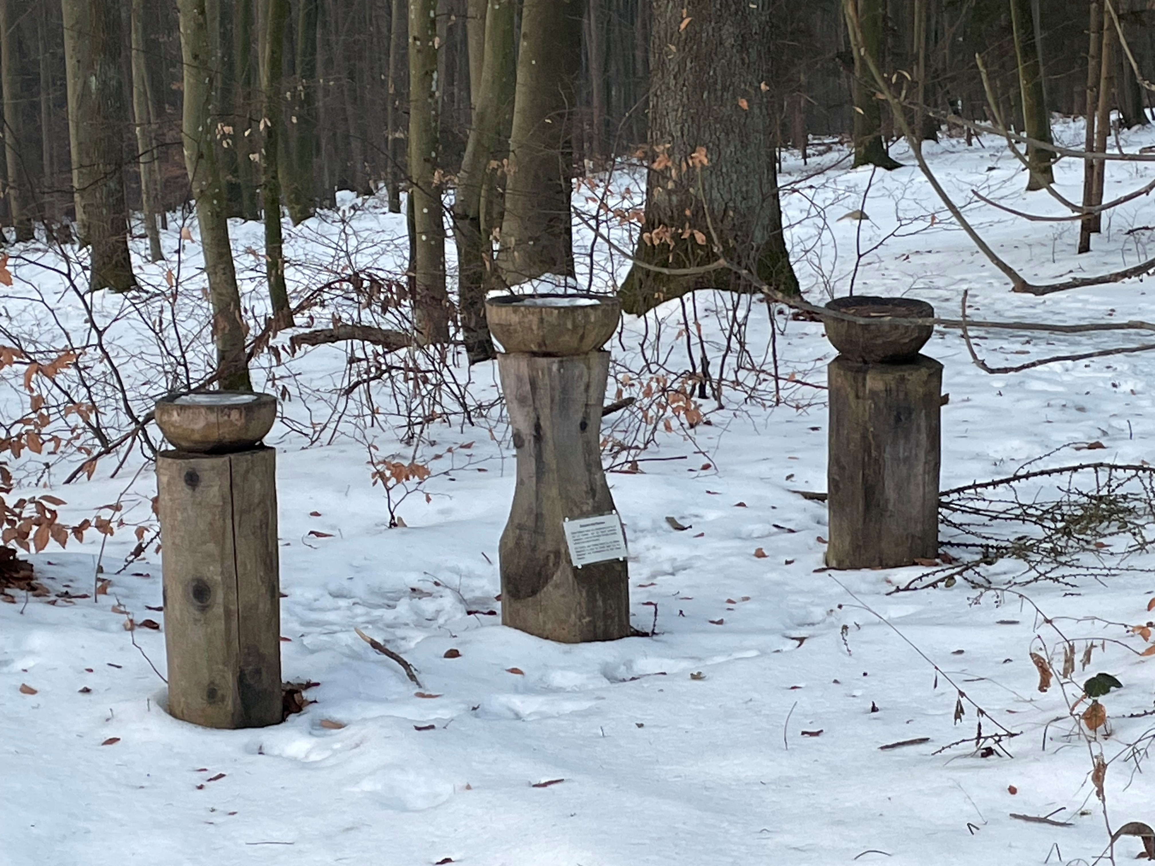 Räuchern mit heimischen Pflanzen aus dem Wald
