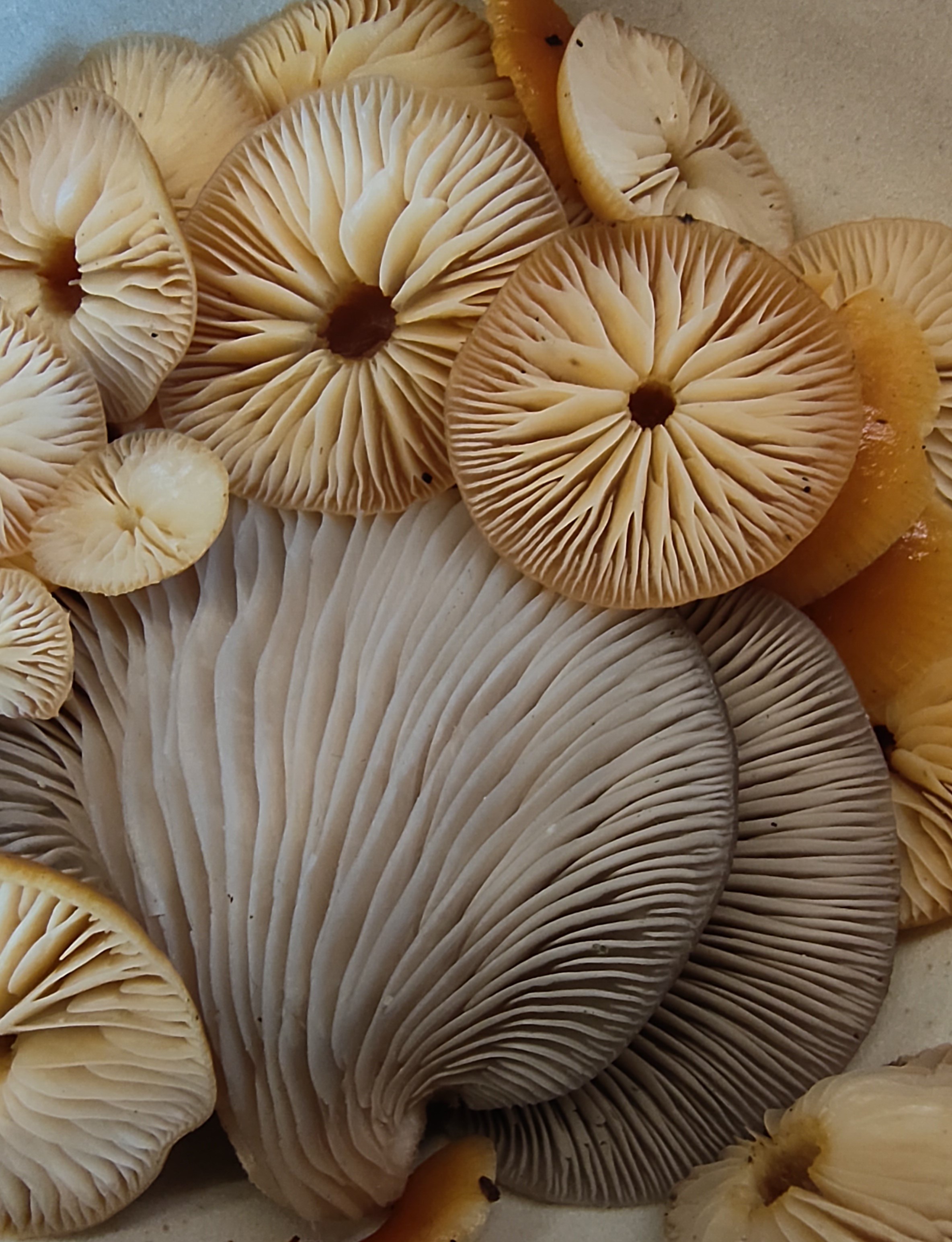 Winterpilz-Workshop – Genuss und Heilwirkungen