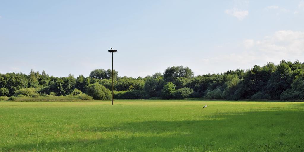 Storchenhorst inmitten einer Feuchtwiese