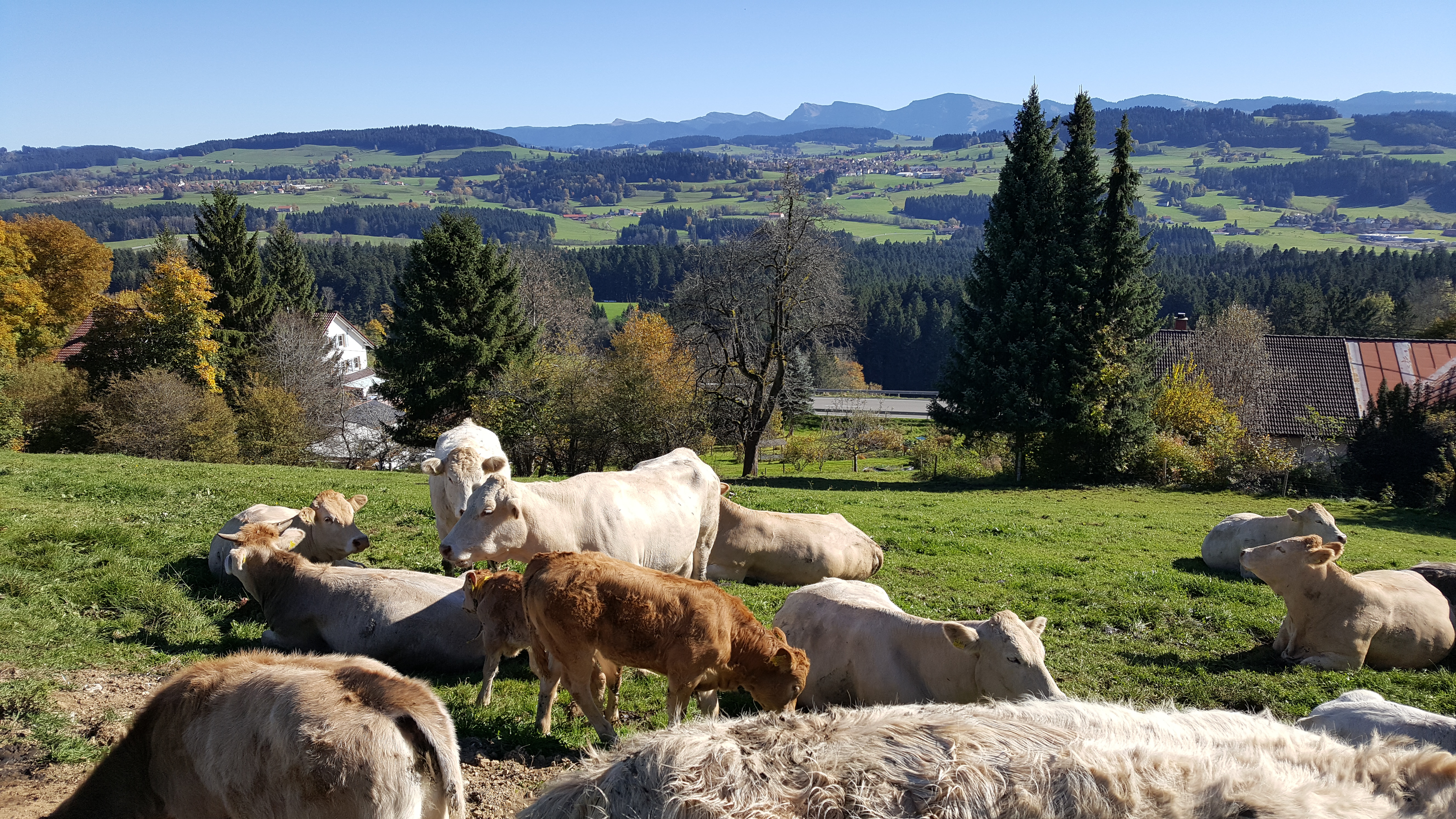 Kühe an der Alpenstraße