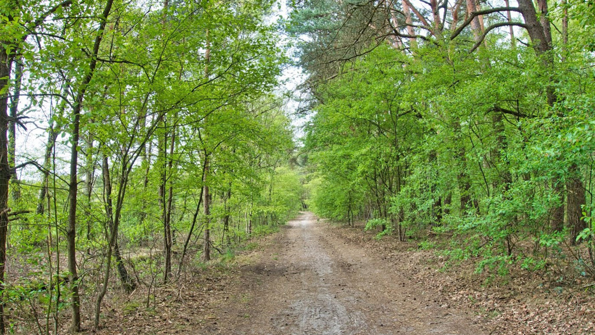 Stellingsmoor