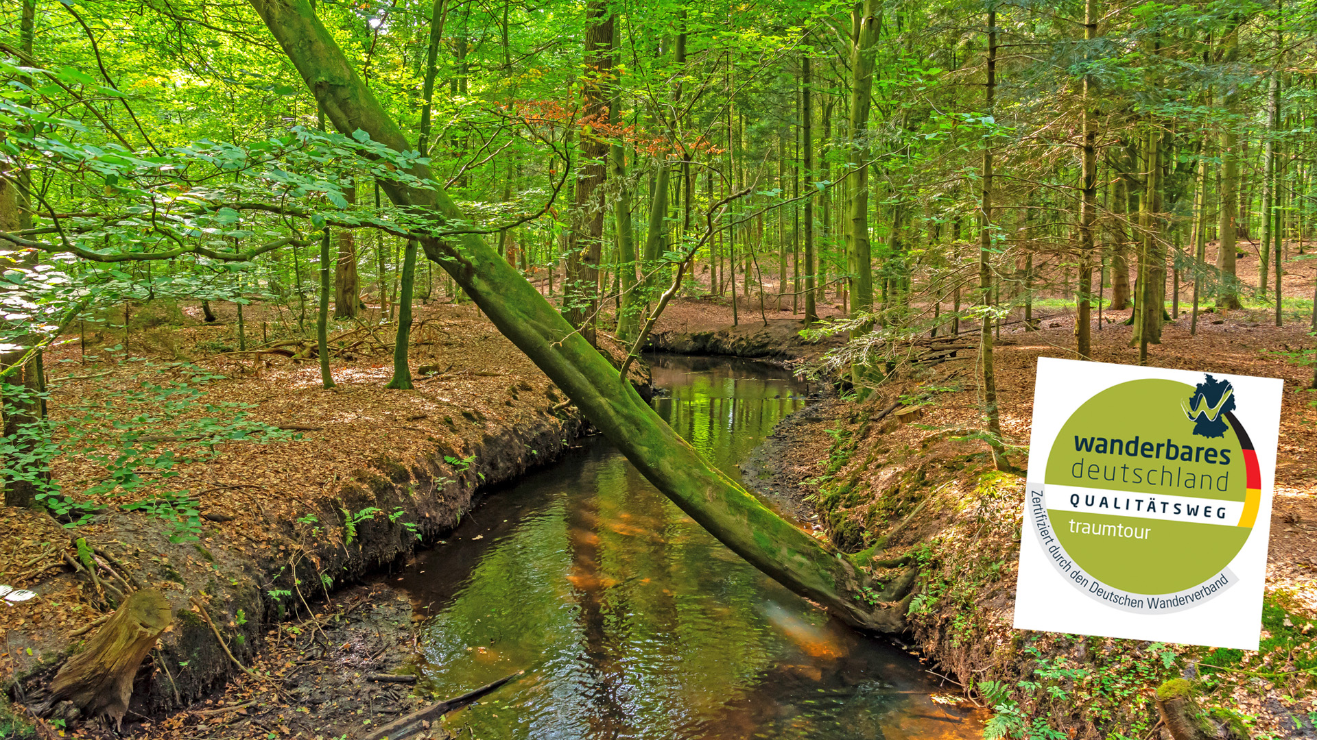 Der Kuhbach im dichten Wald ... Namensgeber dieser NORDPFADES
