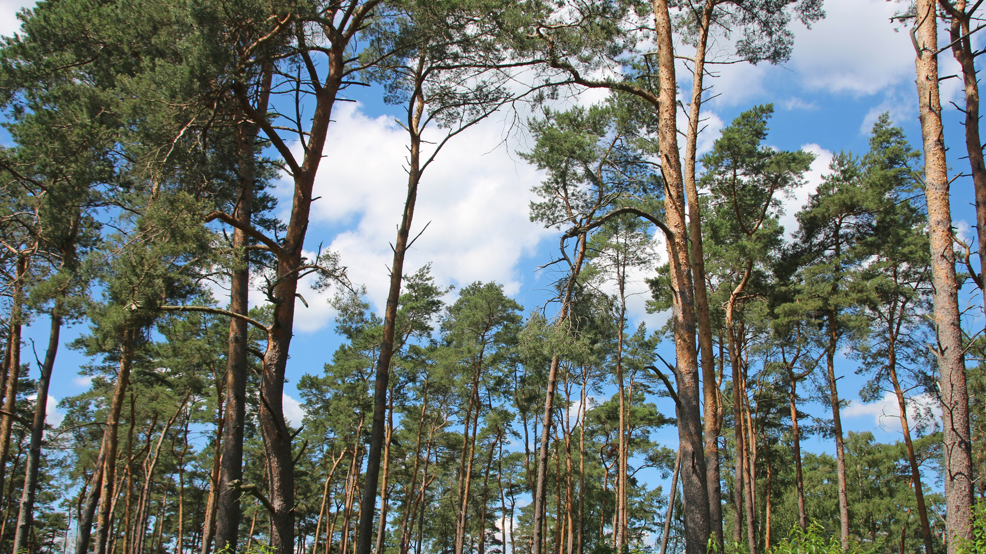 Wald-Route 