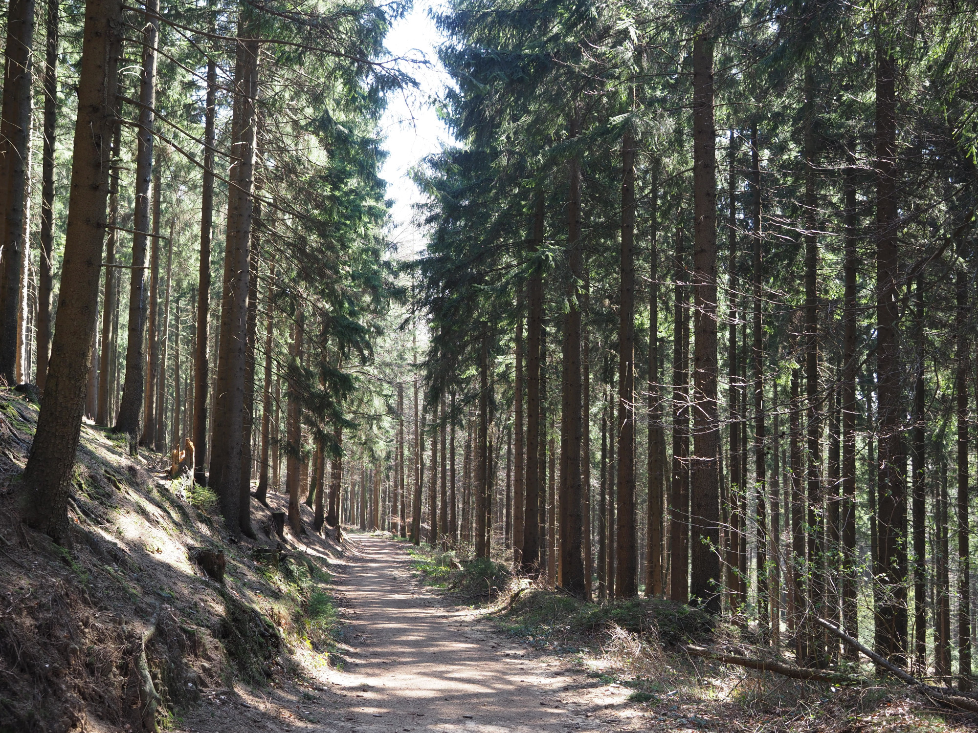 TERRA.track Musenberg