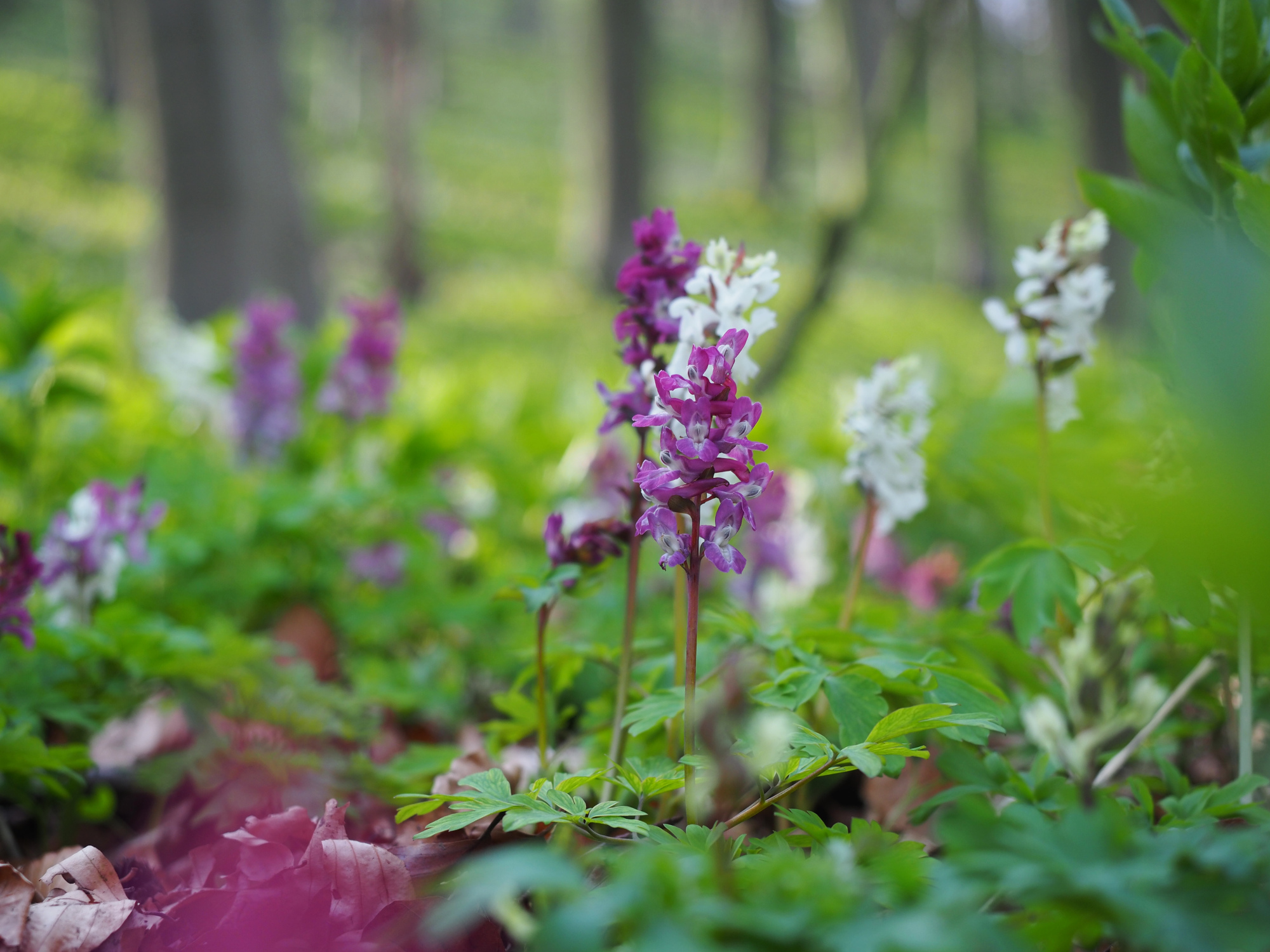 TERRA.track Freedenblüte