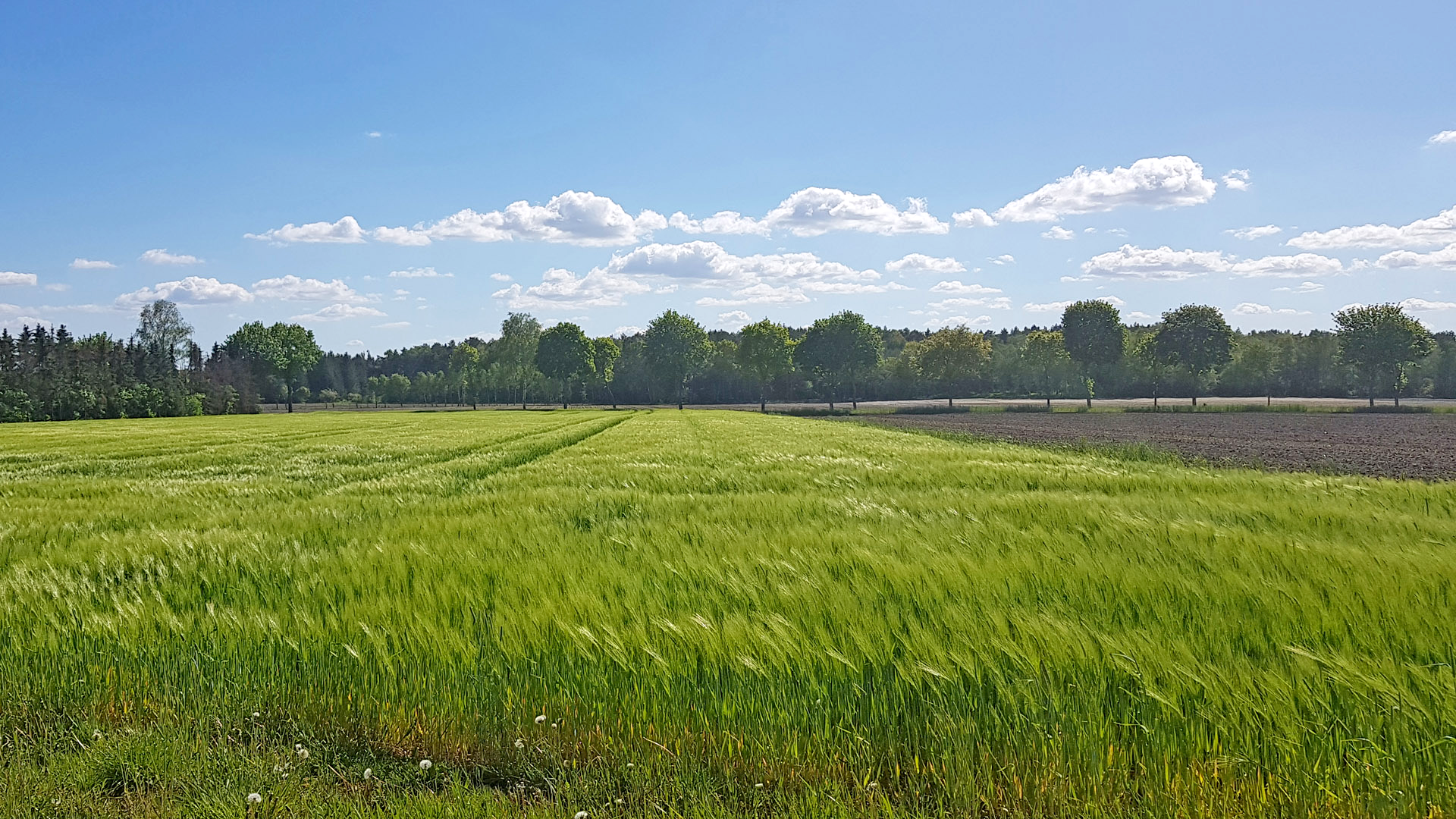 ORTSWEG Rund um Rhadereistedt