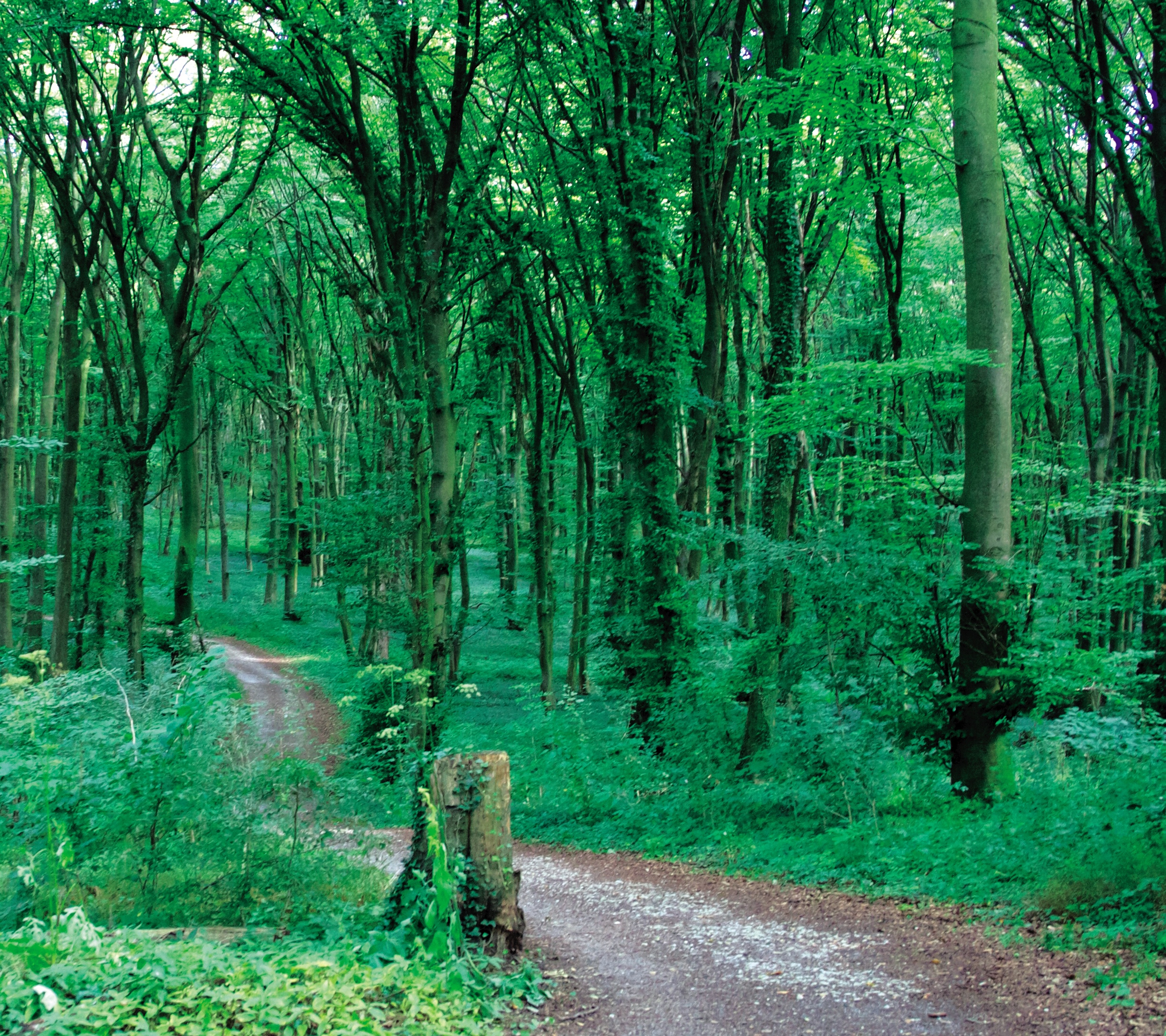 Kurterrainweg K 1