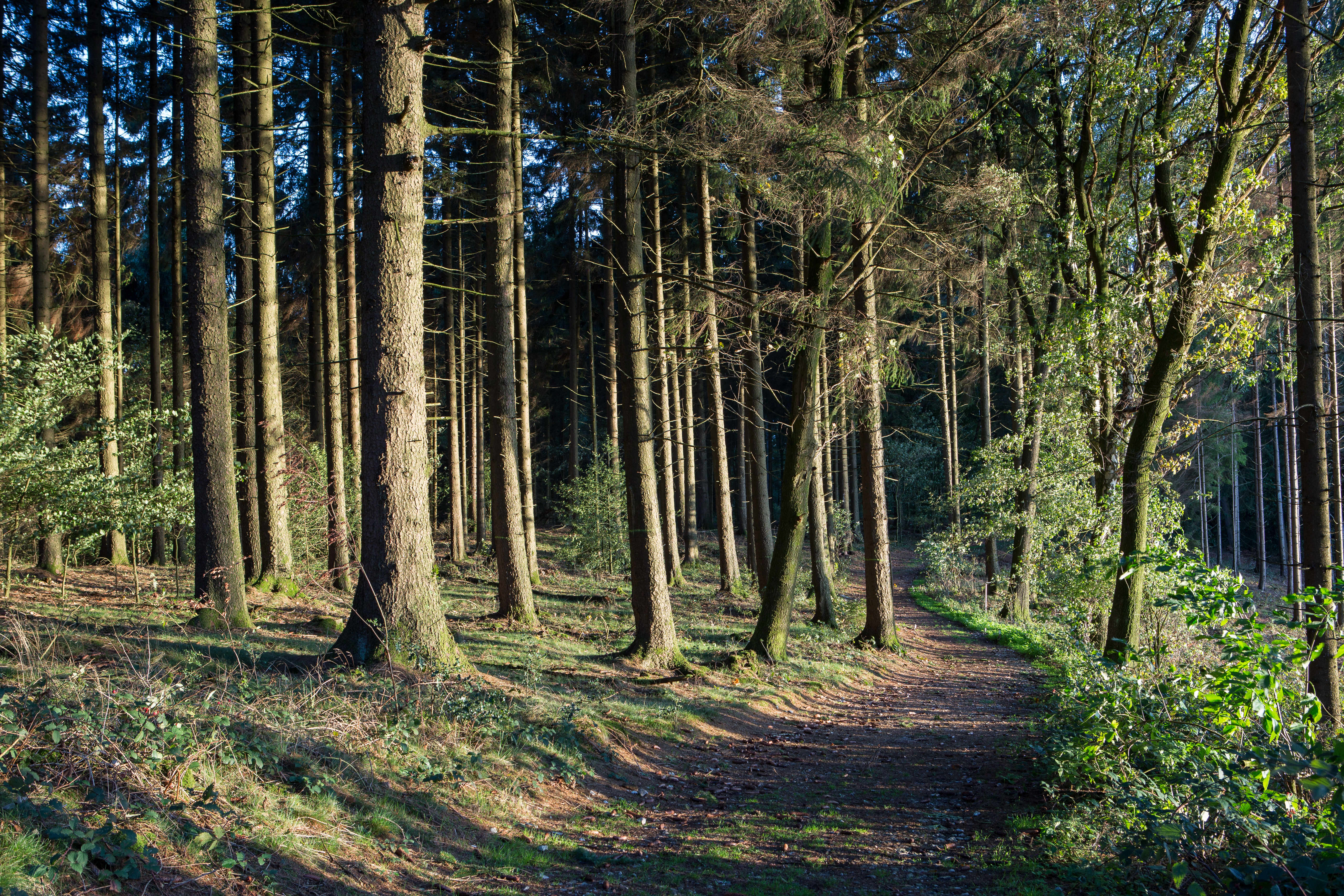 Baumlehrpfad Beutling