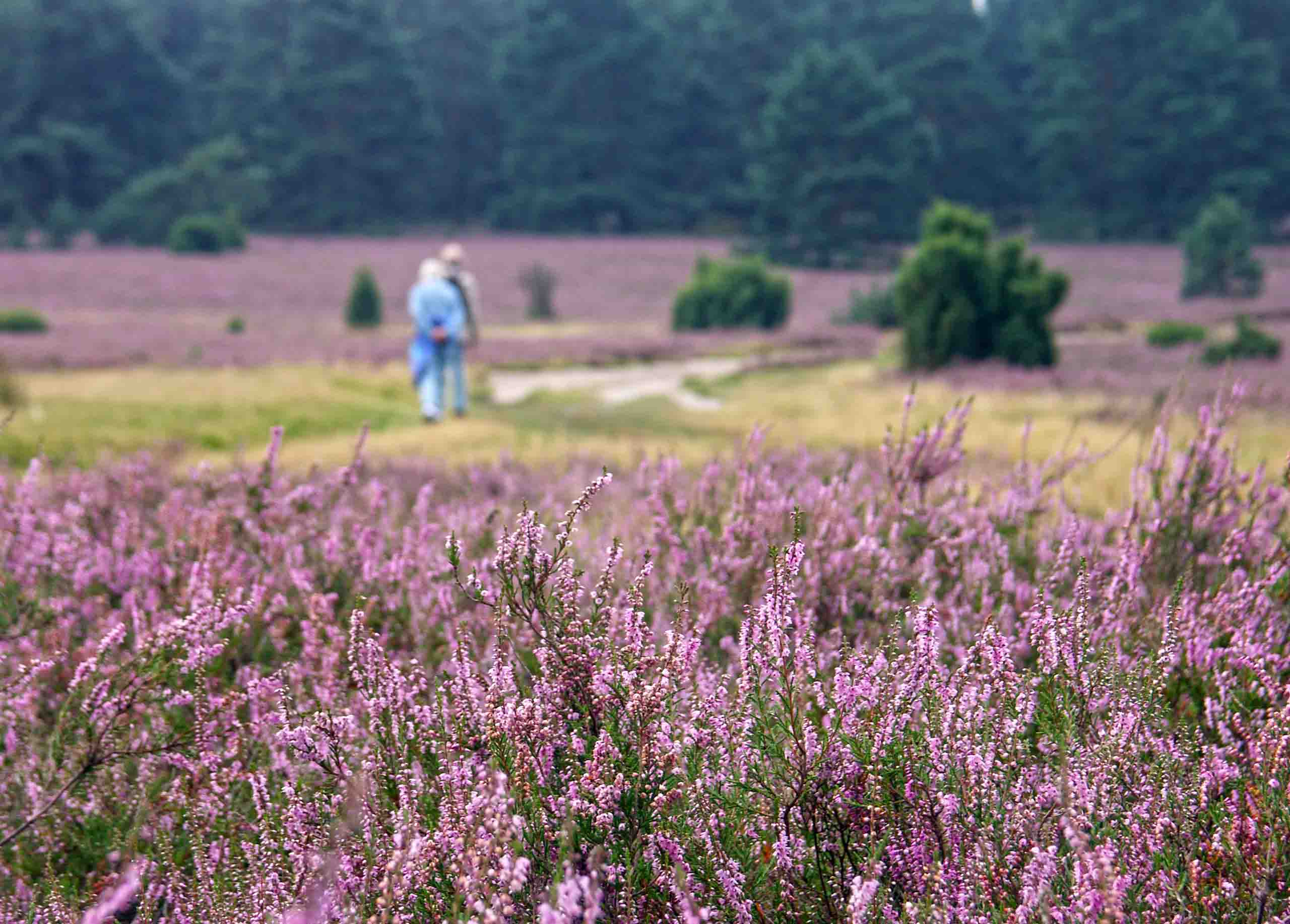Zur Blüte in der Lüneburger Heide