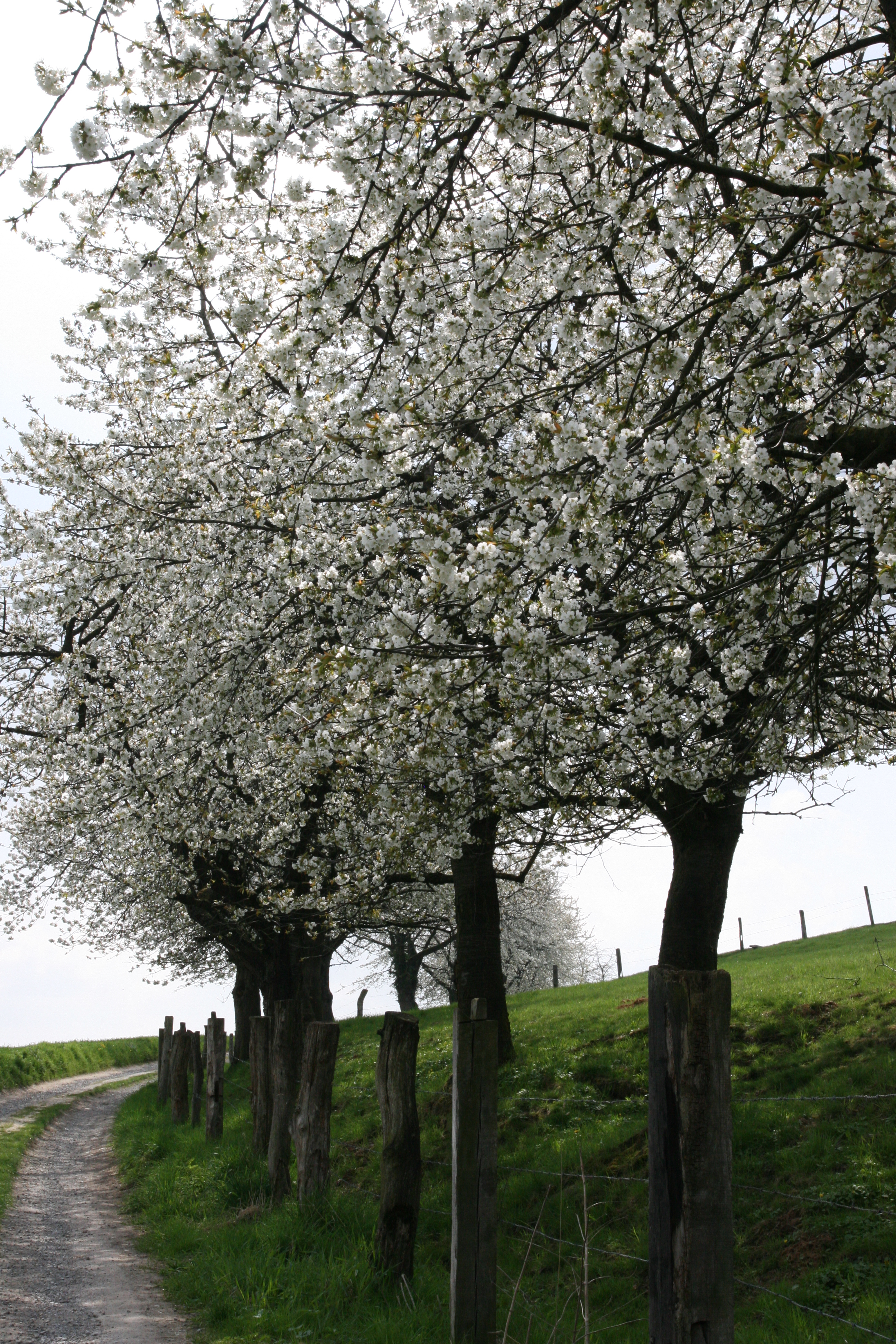 Kirschwanderweg 1 - Streifzug zu Streuobstwiesen und Sehenswürdigkeiten