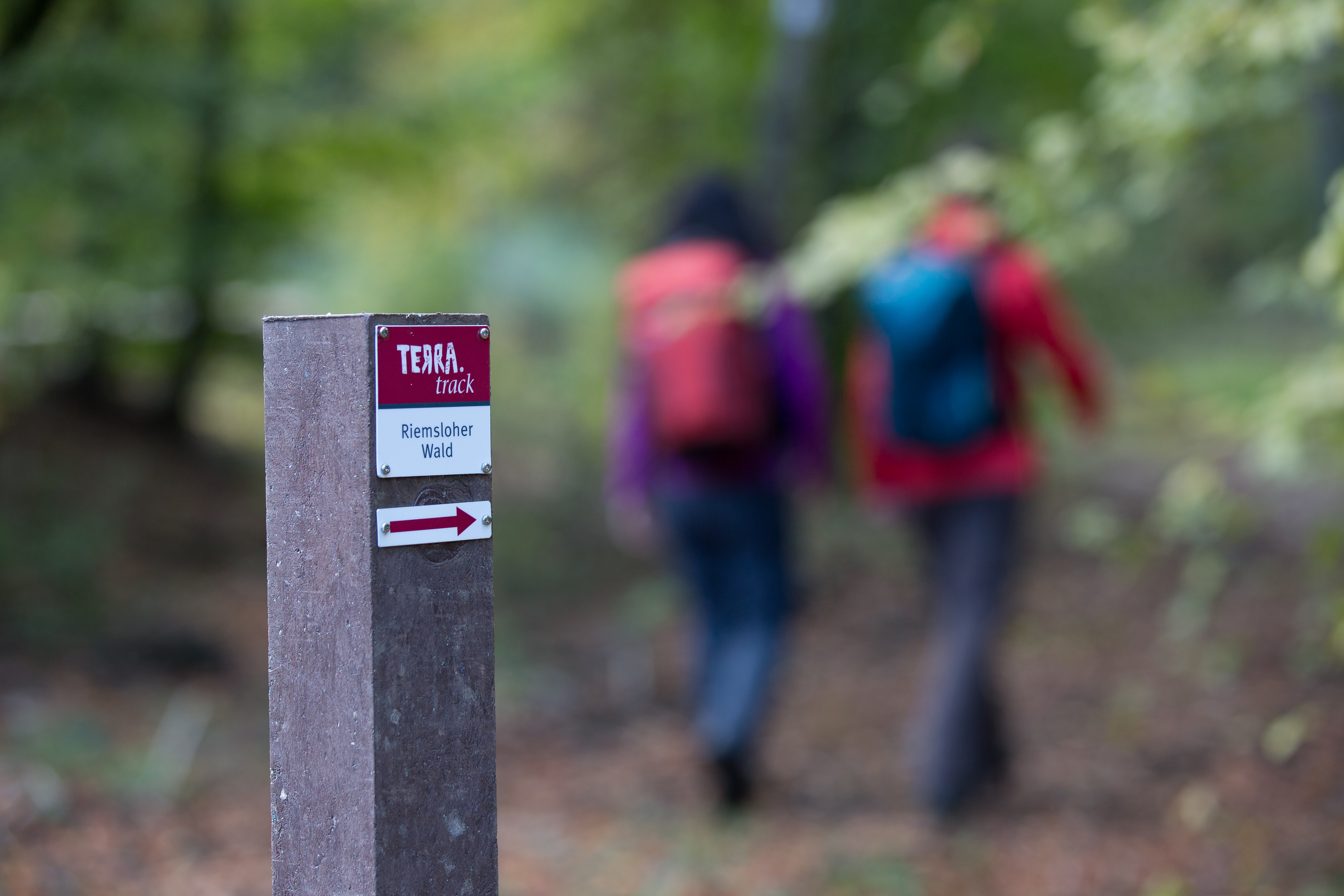TERRA.track Riemsloher Wald