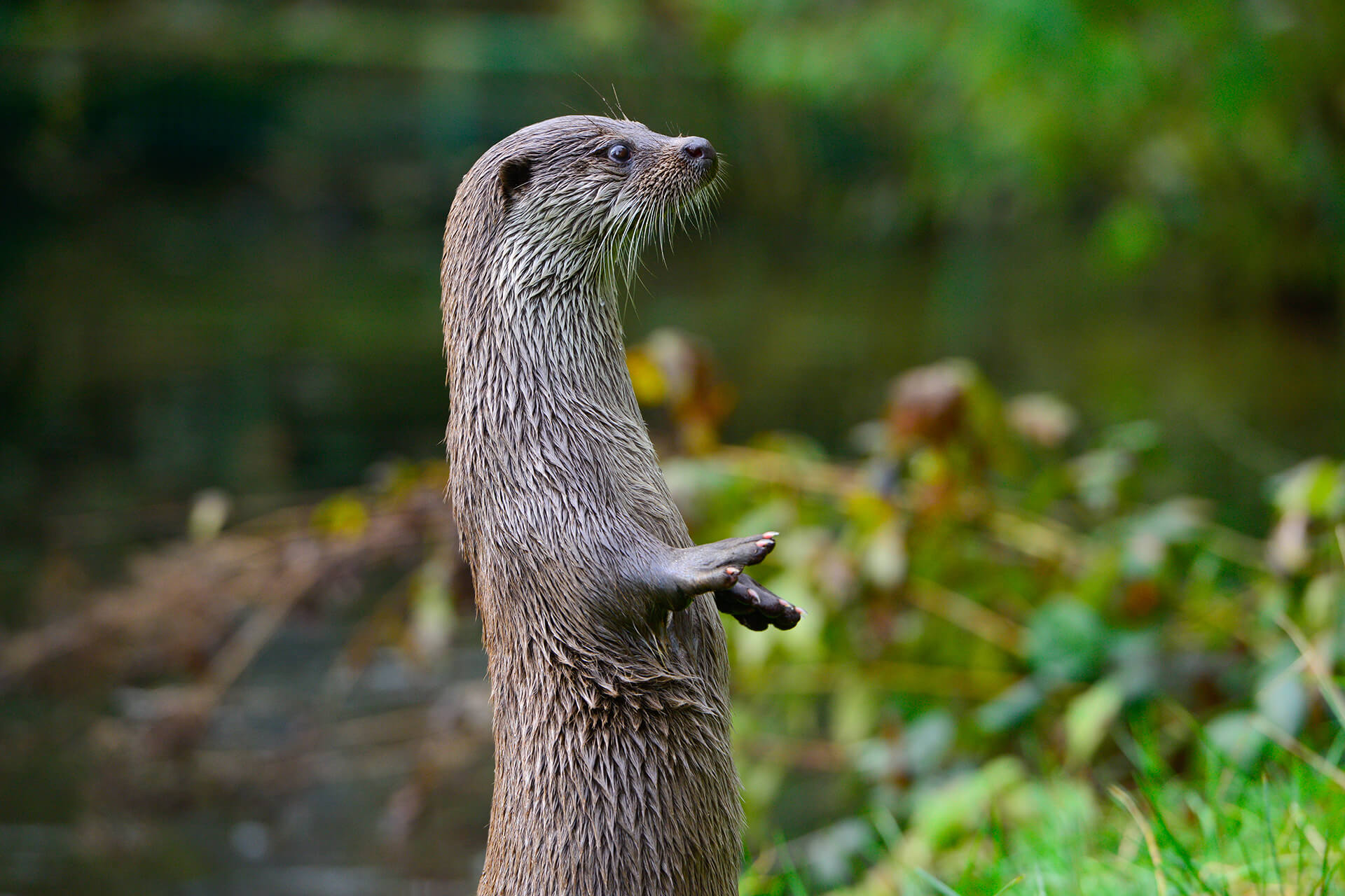 Otter-Pfad Wahrenholz Süd 