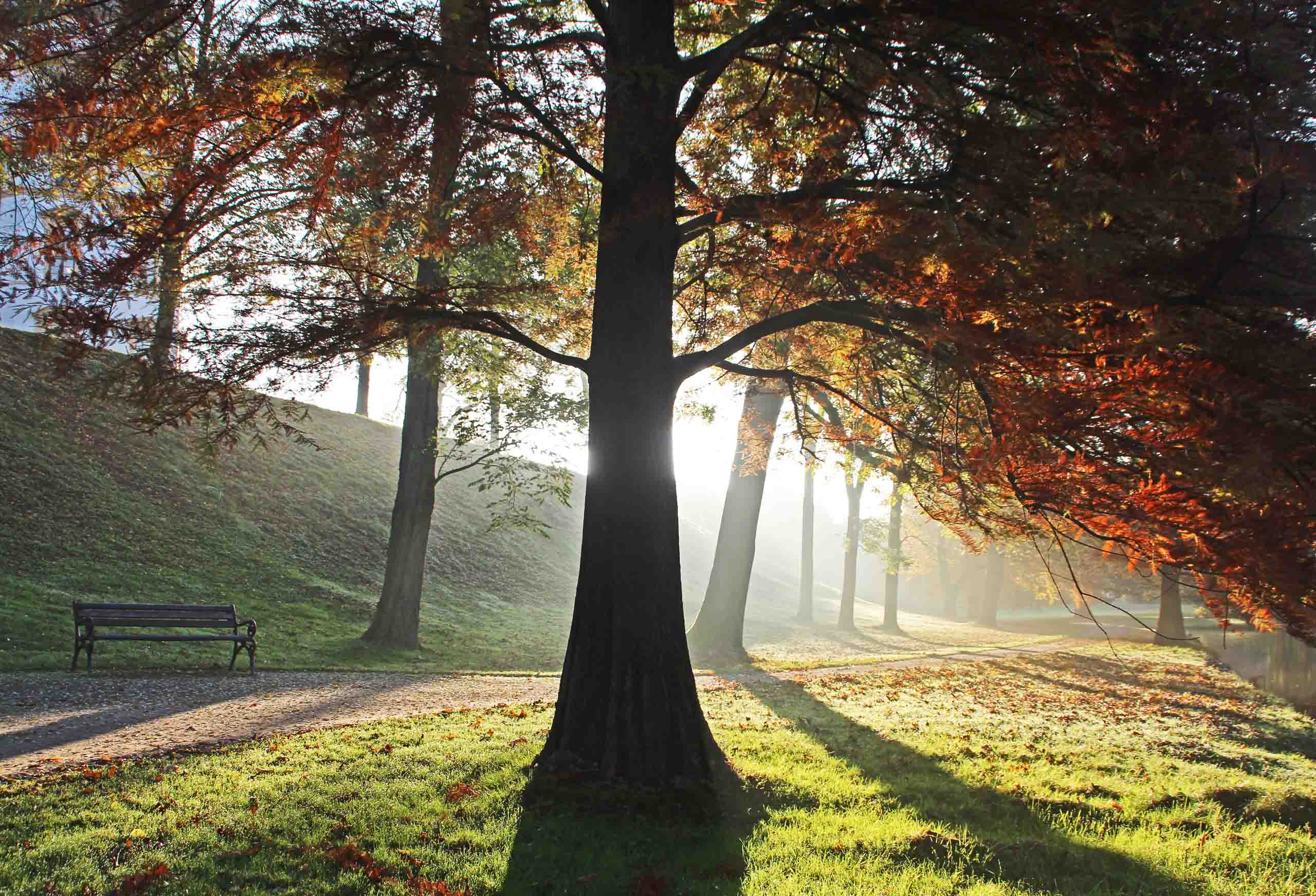Herbstmorgen im Celler Schlosspark