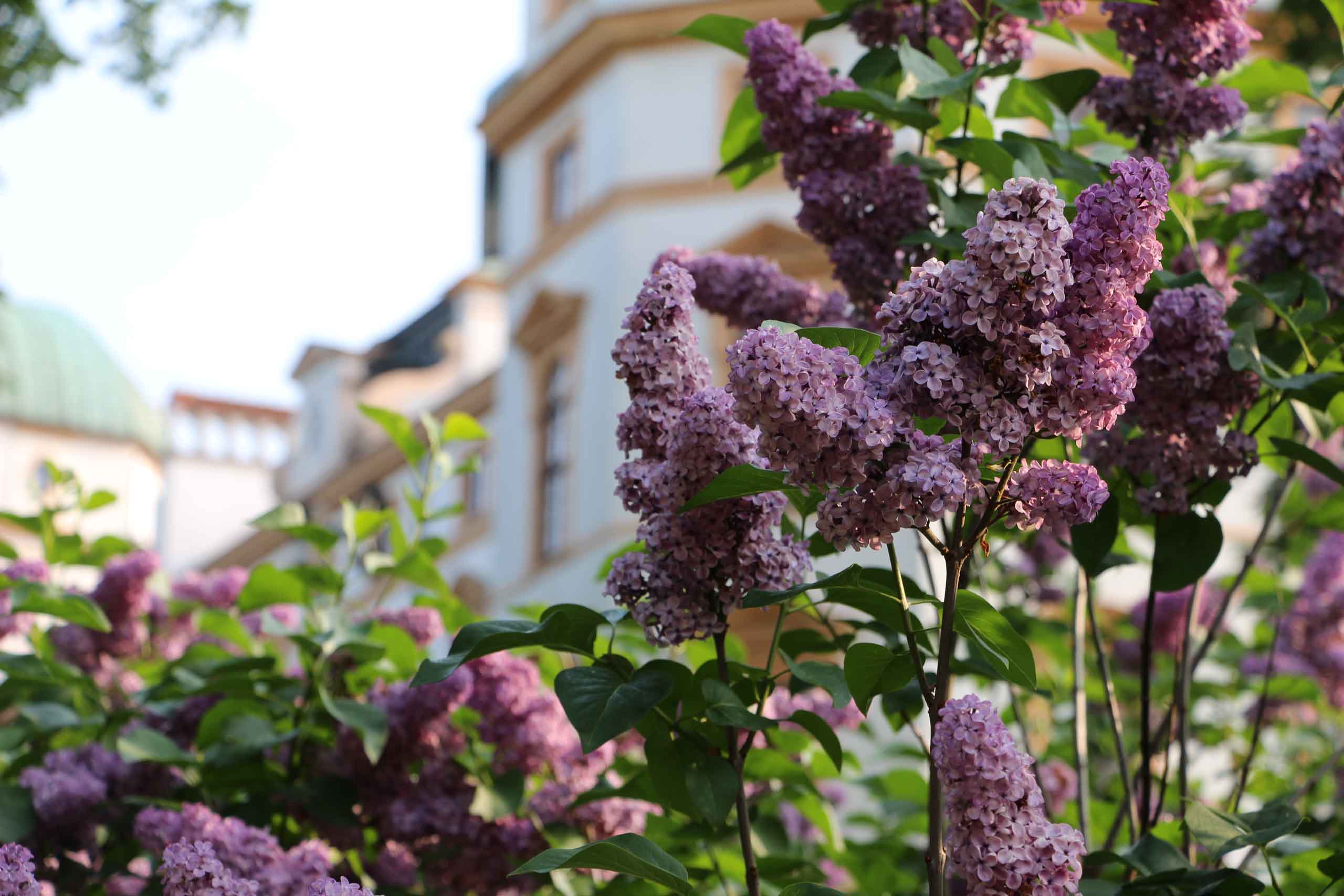 Schlosspark Celle, Flieder