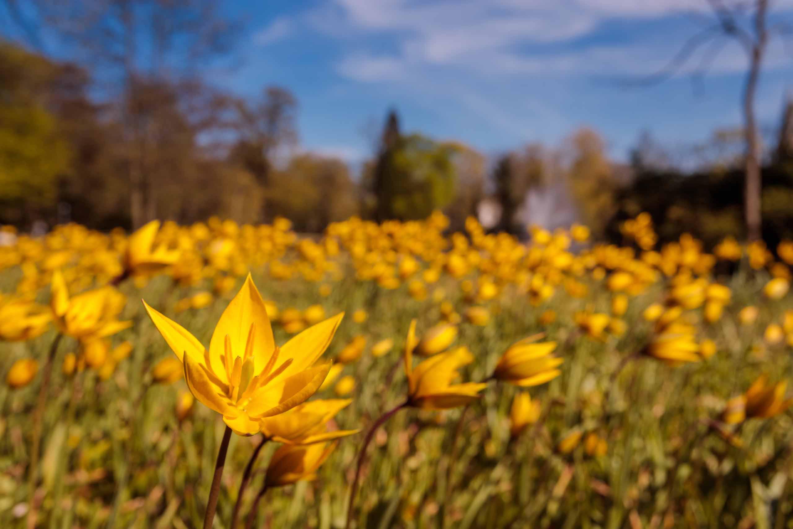 Blumenwiese im Französischen Garten