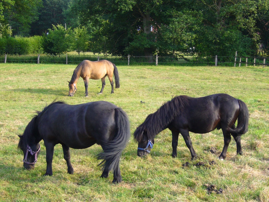 Die Böttcher-Hof Ponys