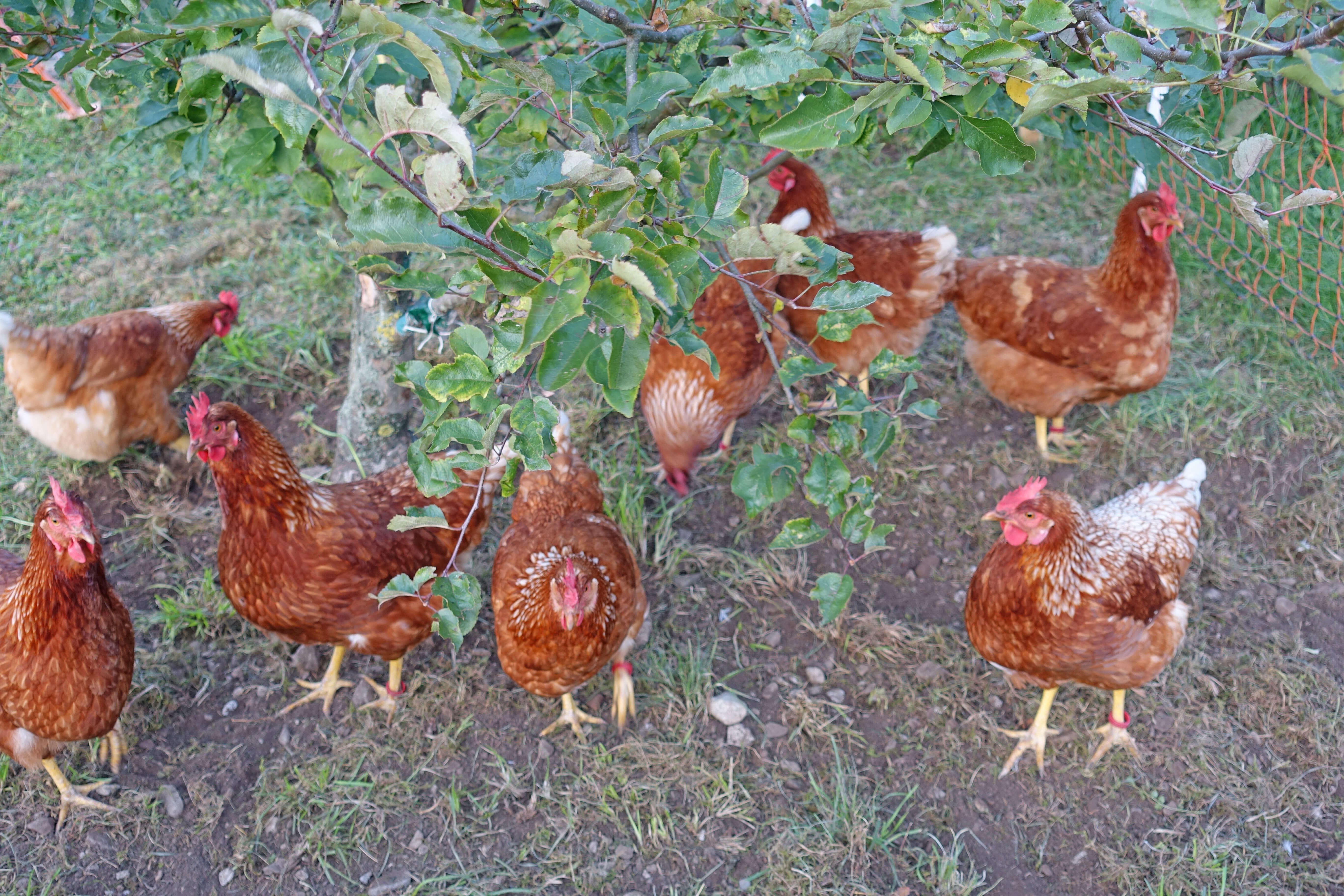 Chicken eggs direct sale from the farm