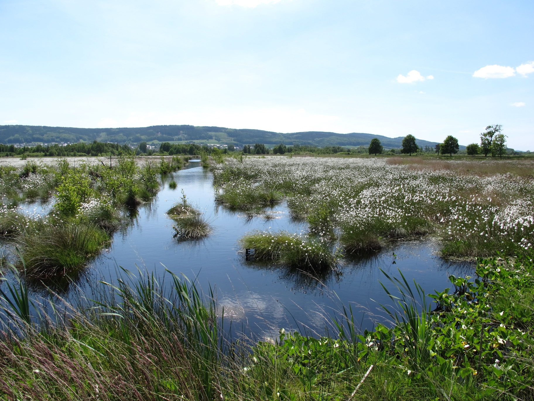 Gelber Weg MoorErlebnisPfad Großes Torfmoor