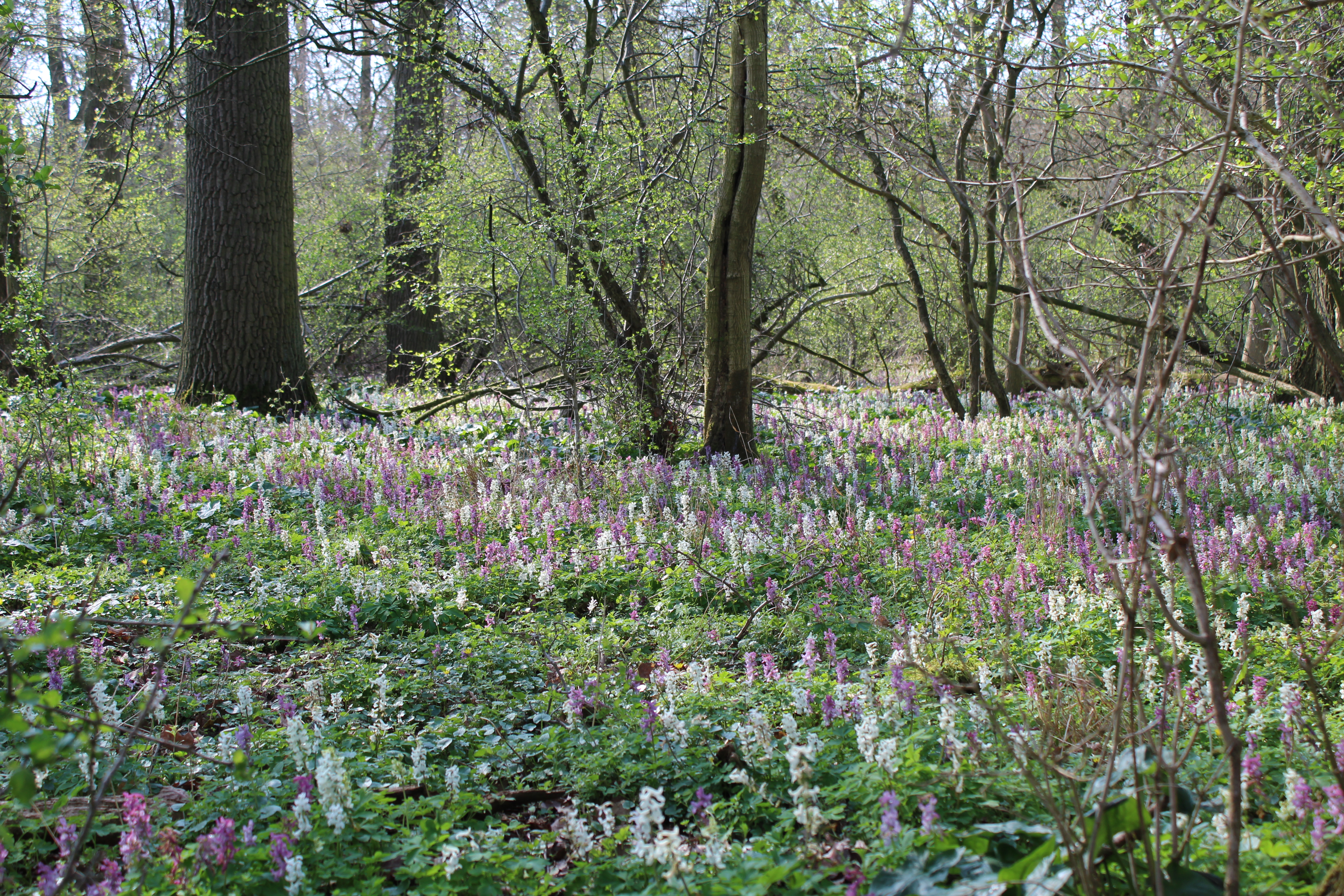 Per Rad - Lerchenspornblüte