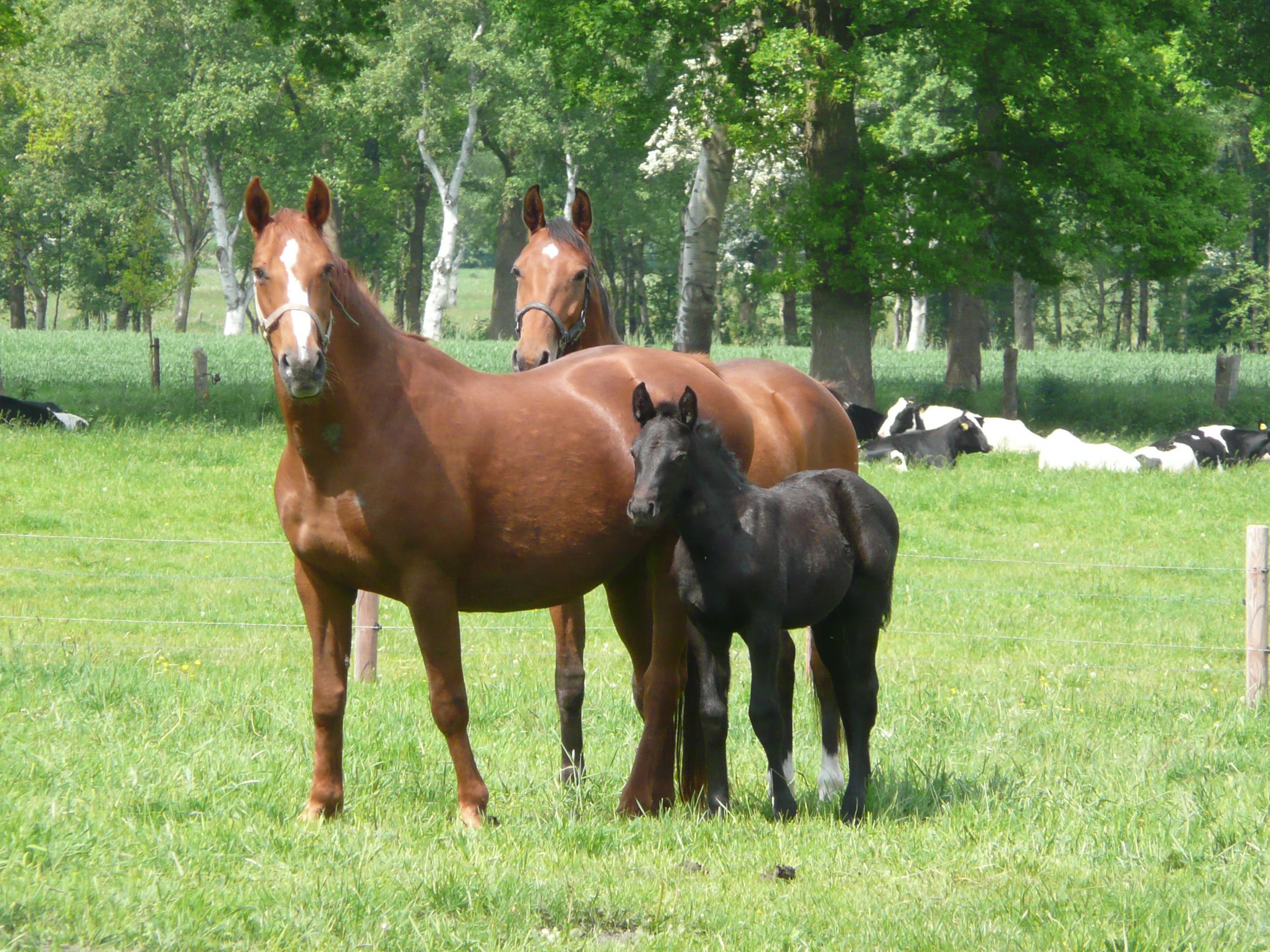 Gestüt und Reitclub Buchenhof e.V.