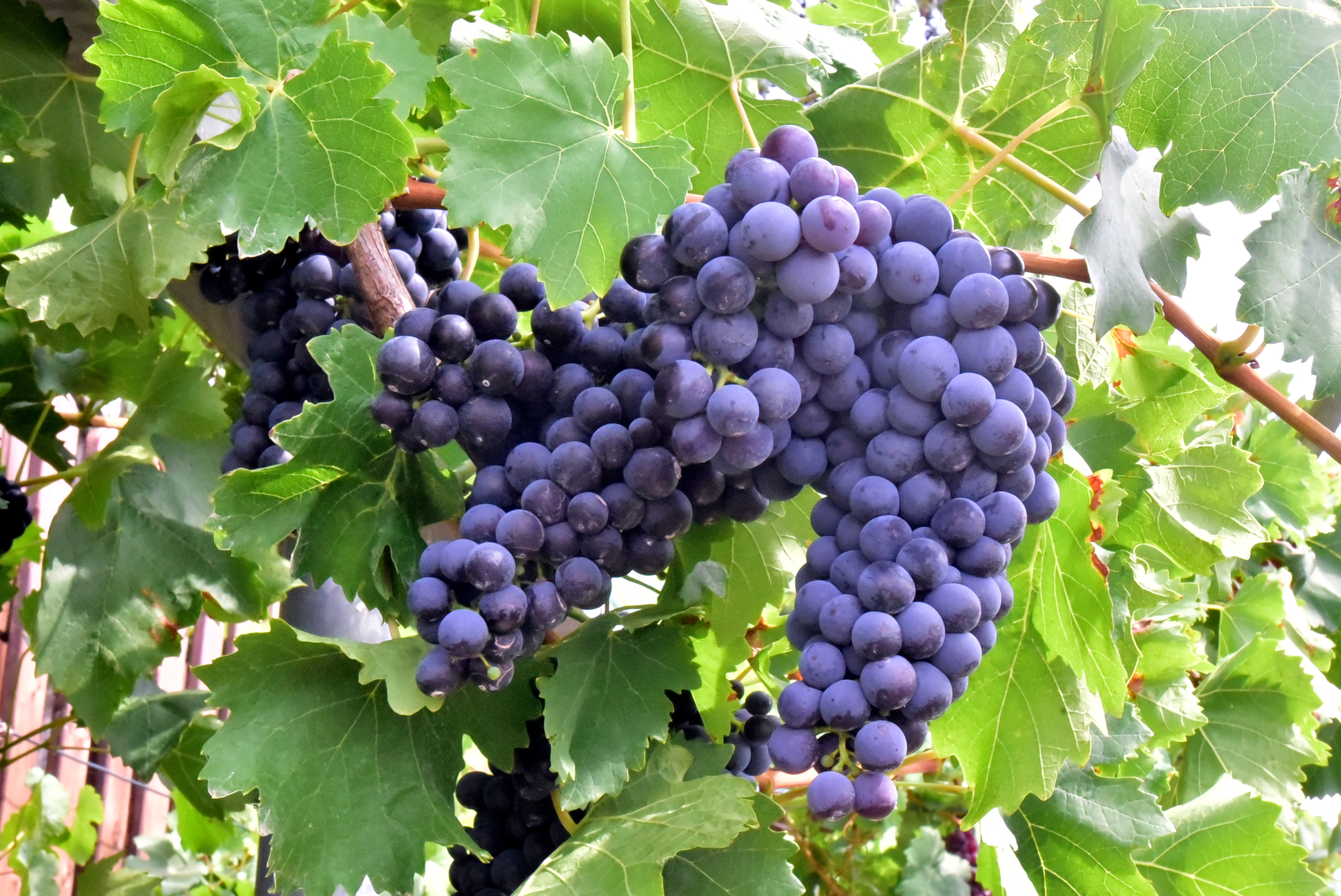 Burgwerbener Weinfest im Schlosspark in Burgwerben