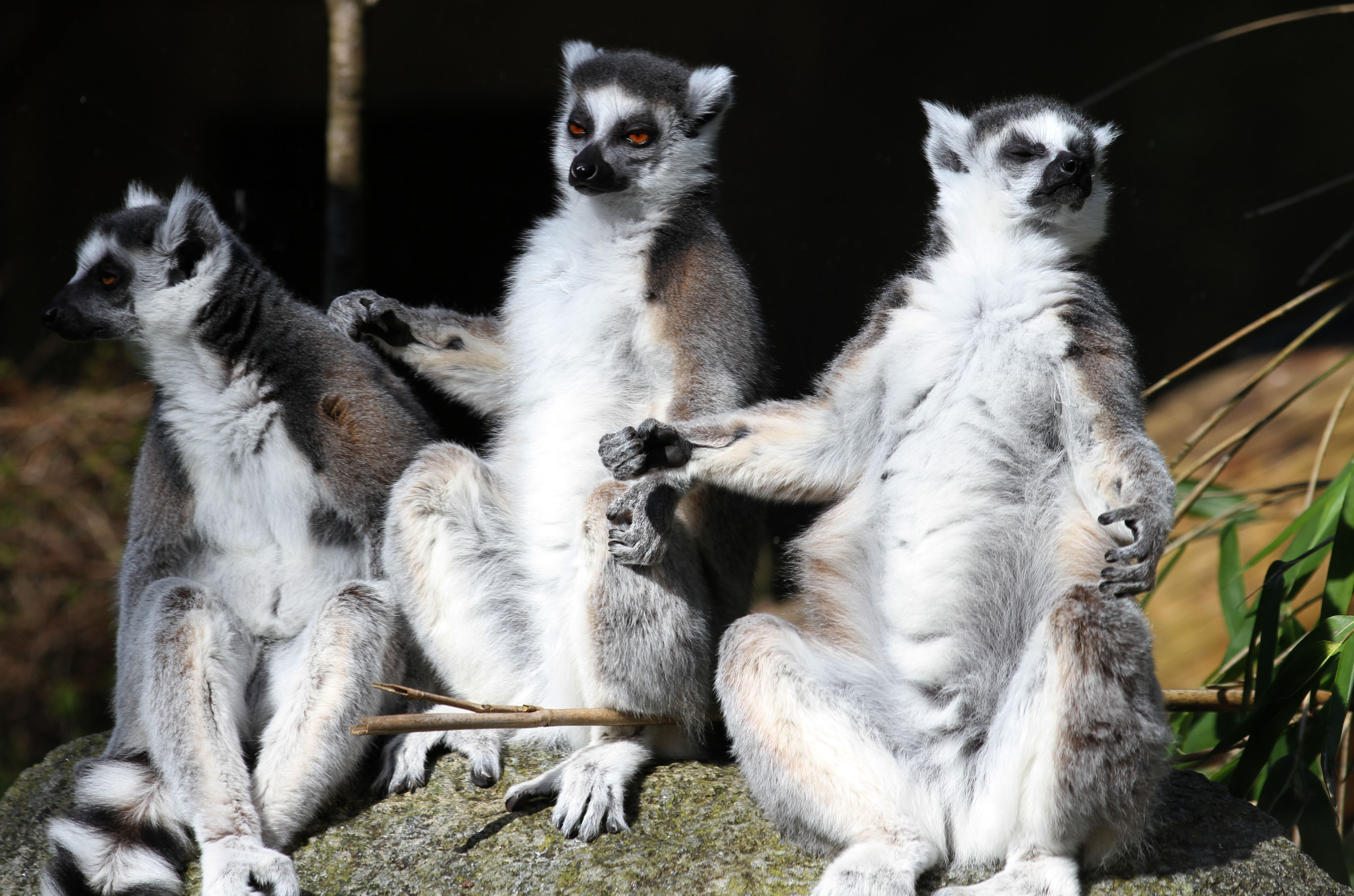 Escape Spiel Wingster Waldzoo