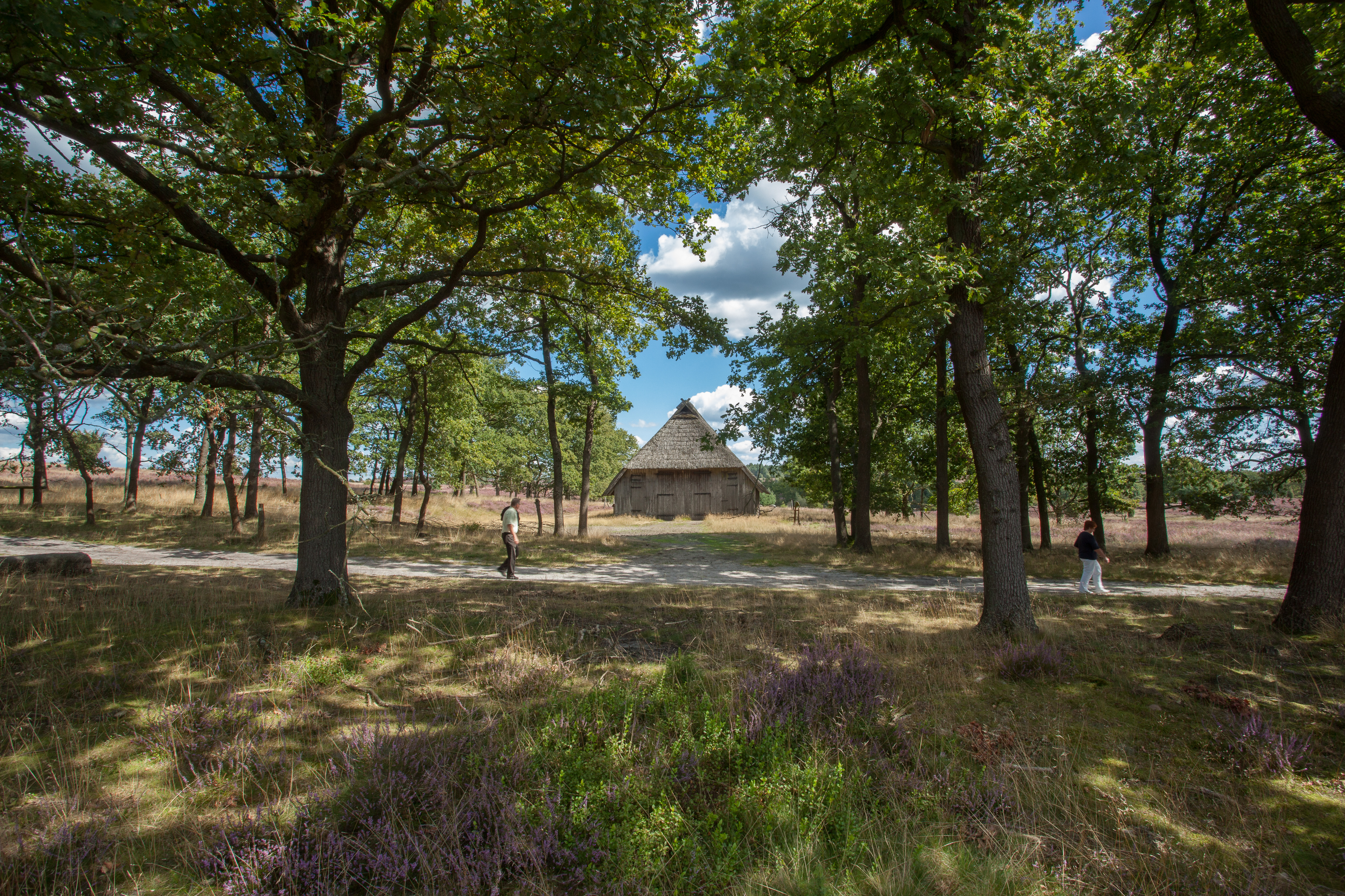 N2 Totes Holz und lebendige Heide