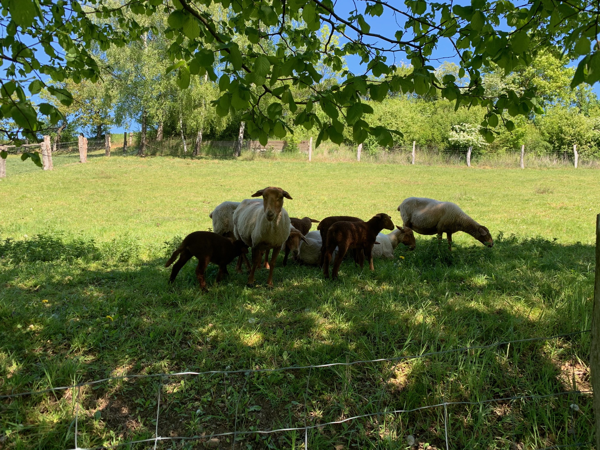 Schafe auf der Weide 