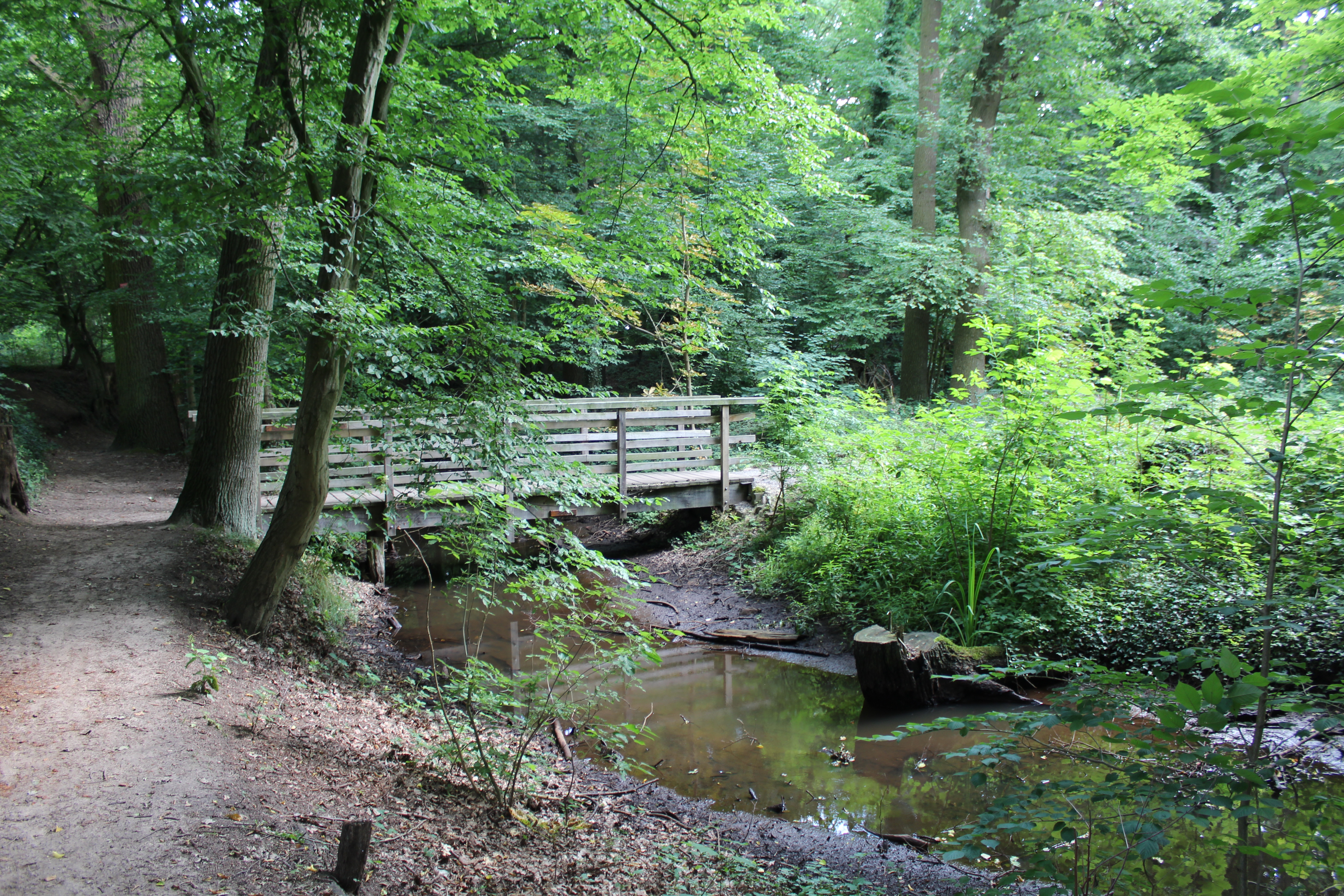 Märchenwald im Pfarrbusch