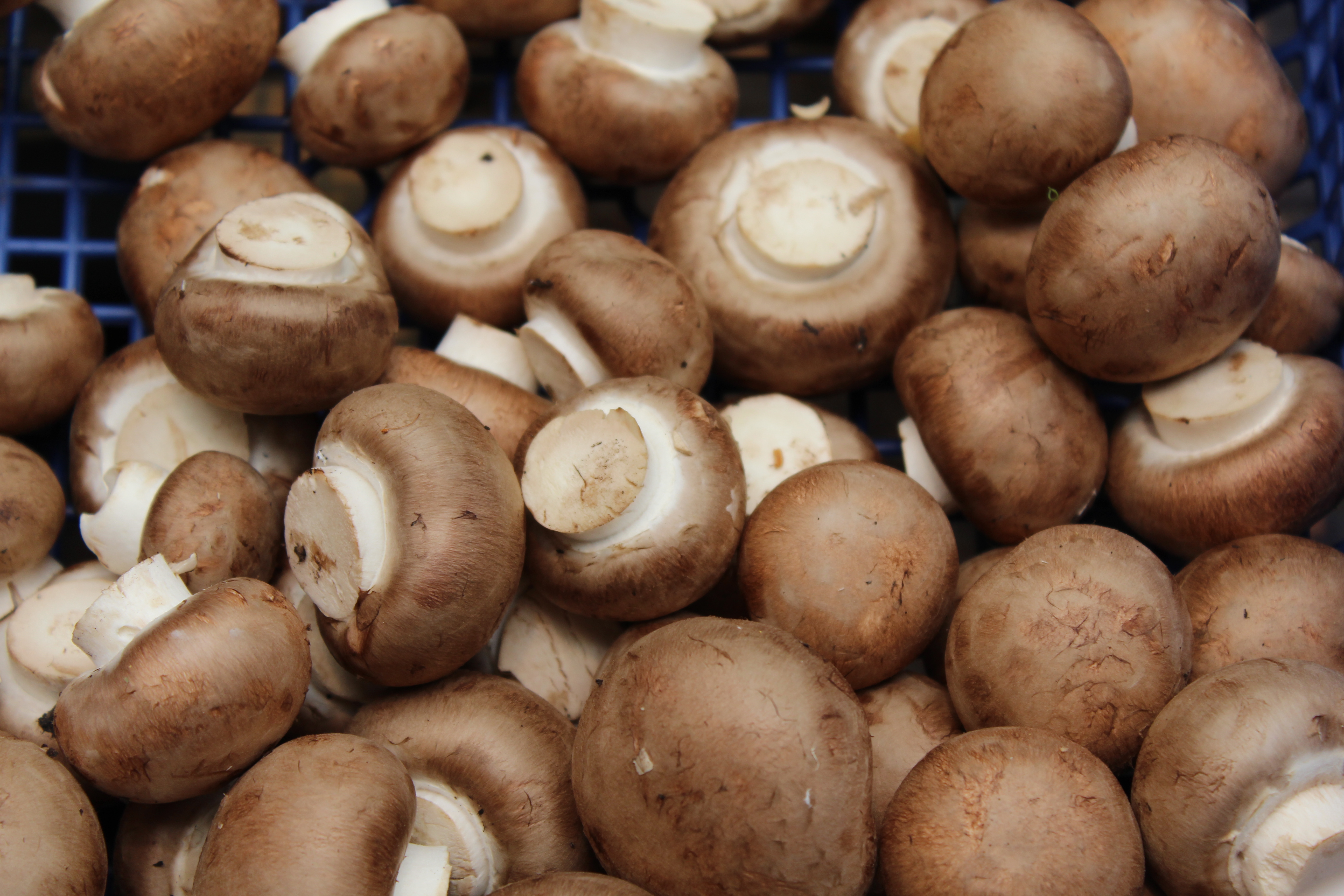 Brinker´s Pilzdiele