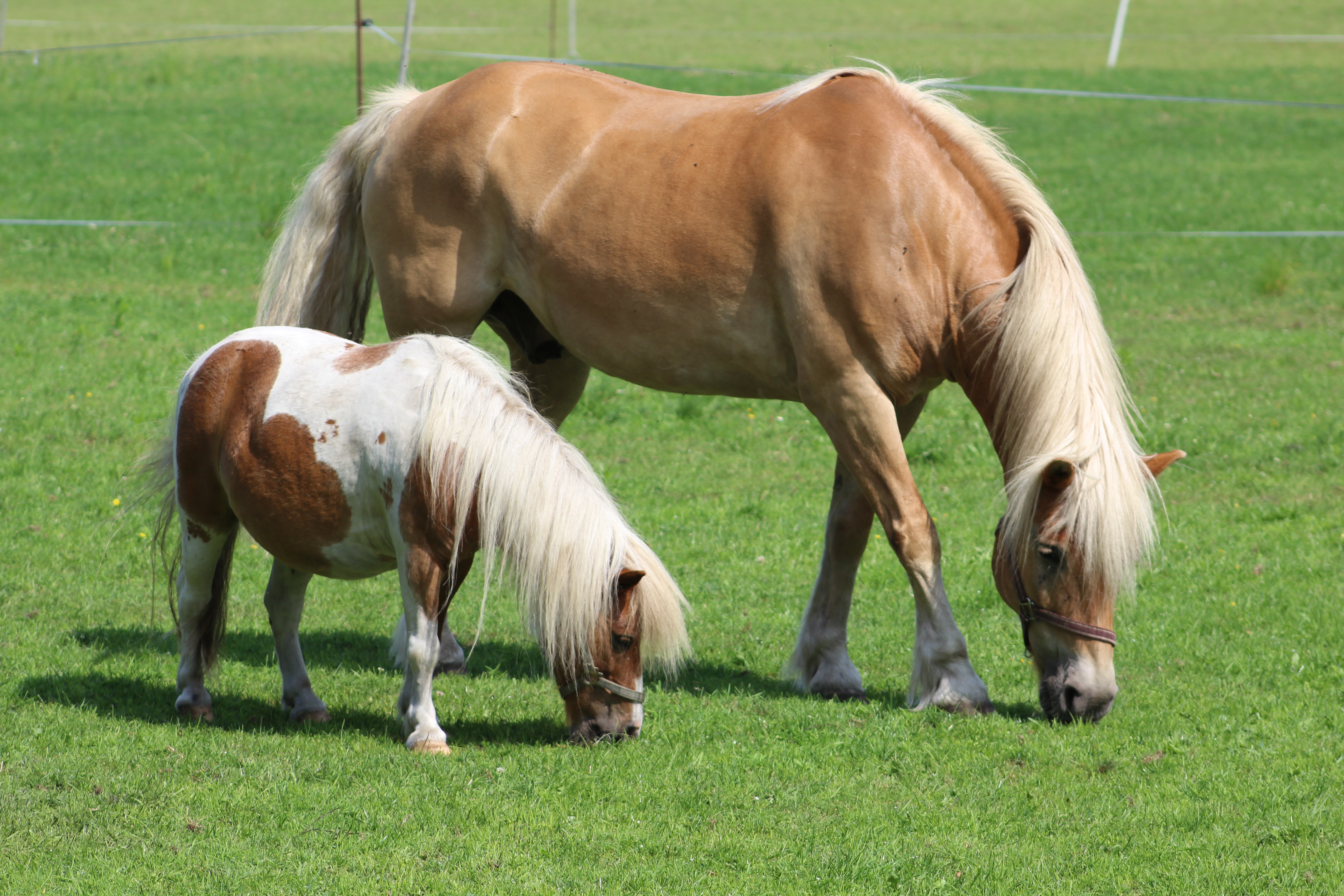 Ponyhof Hagedorn