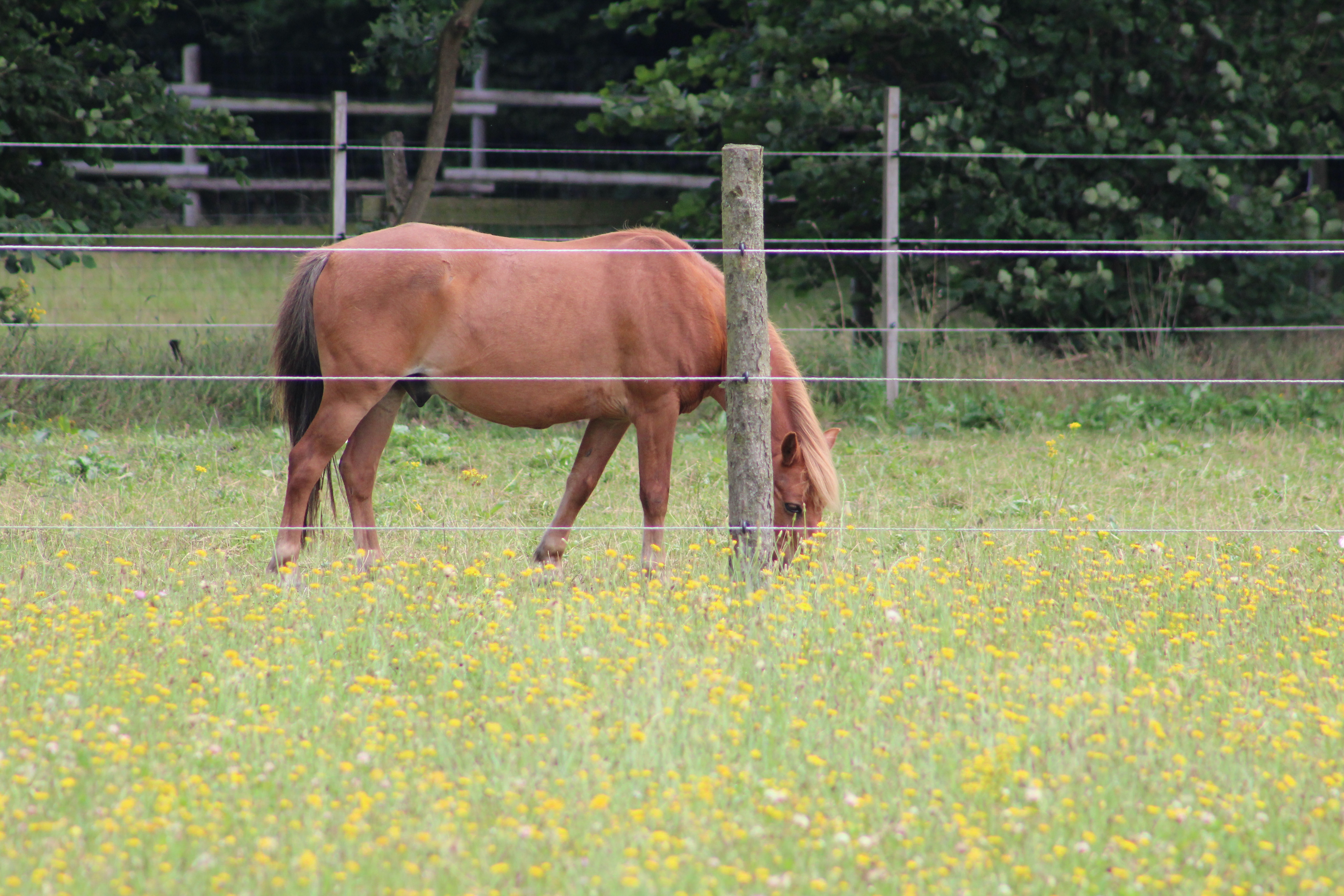 Stall Hasselbrink