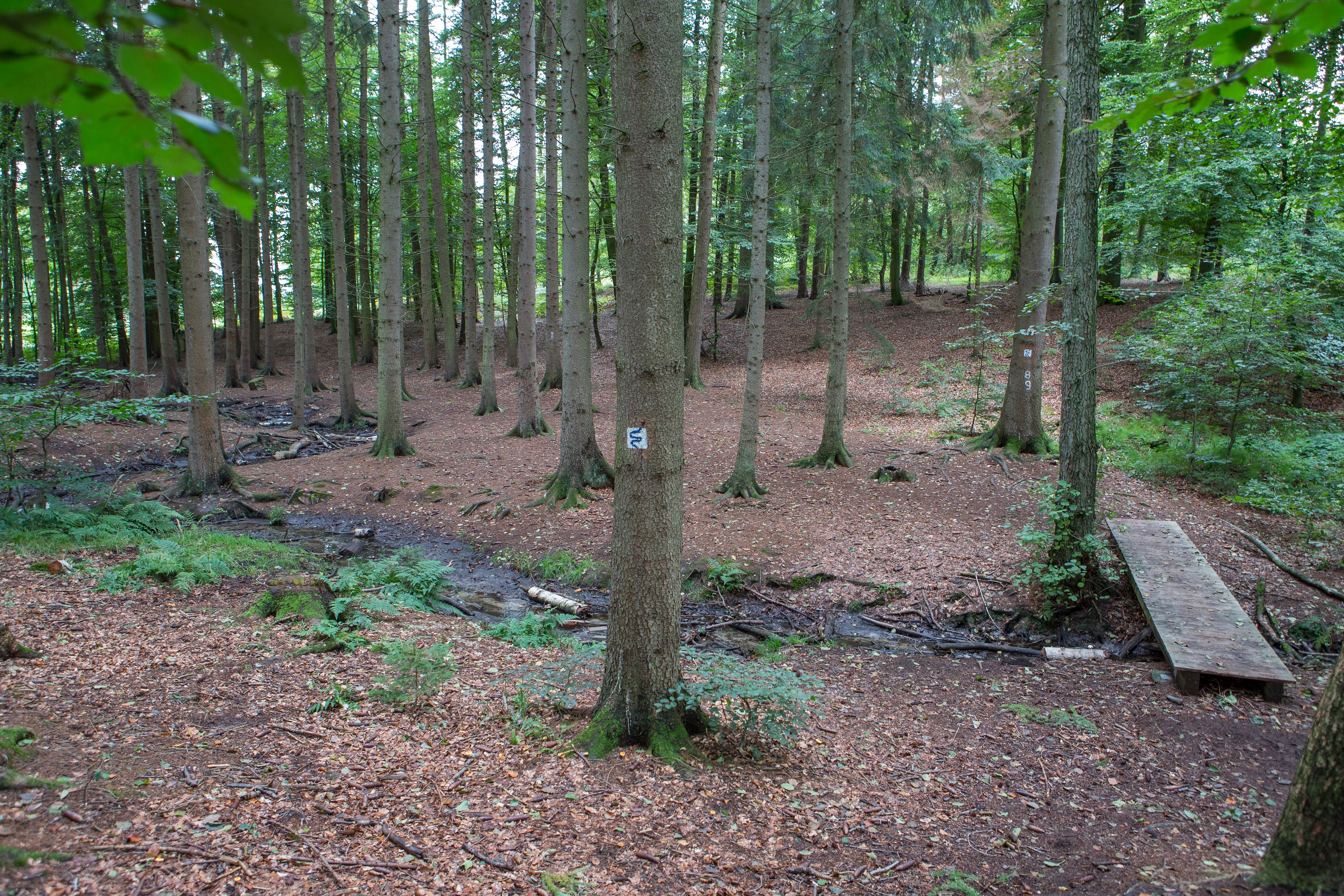 Nr 9 Rundweg Zwickenbachtal - Sonnenweg