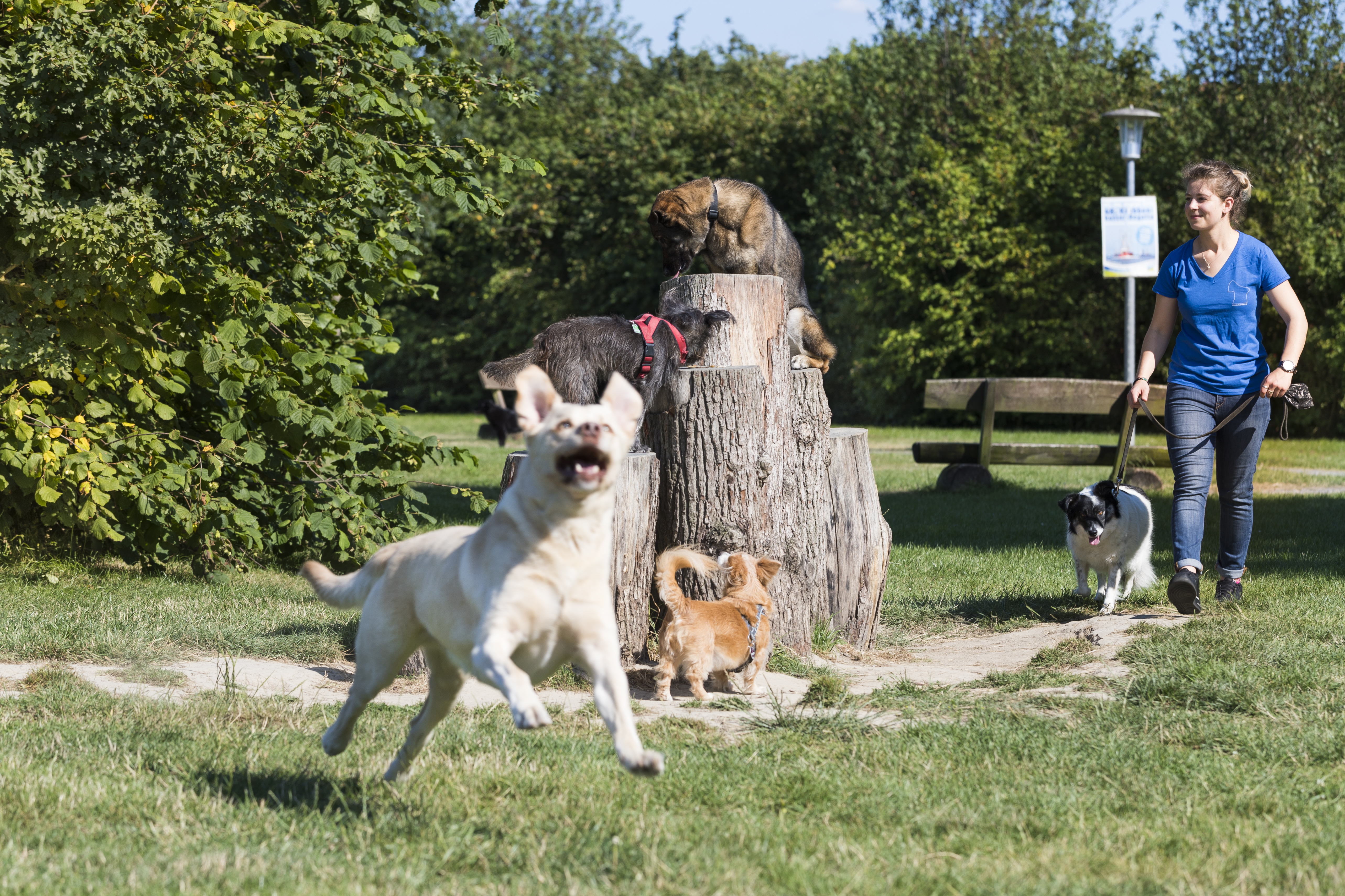 Hundewiese Eckwarderhörne