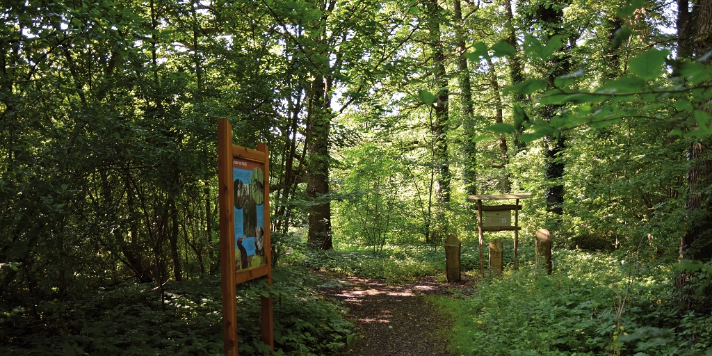 Lehrpfad-Station »Leben im Wald«