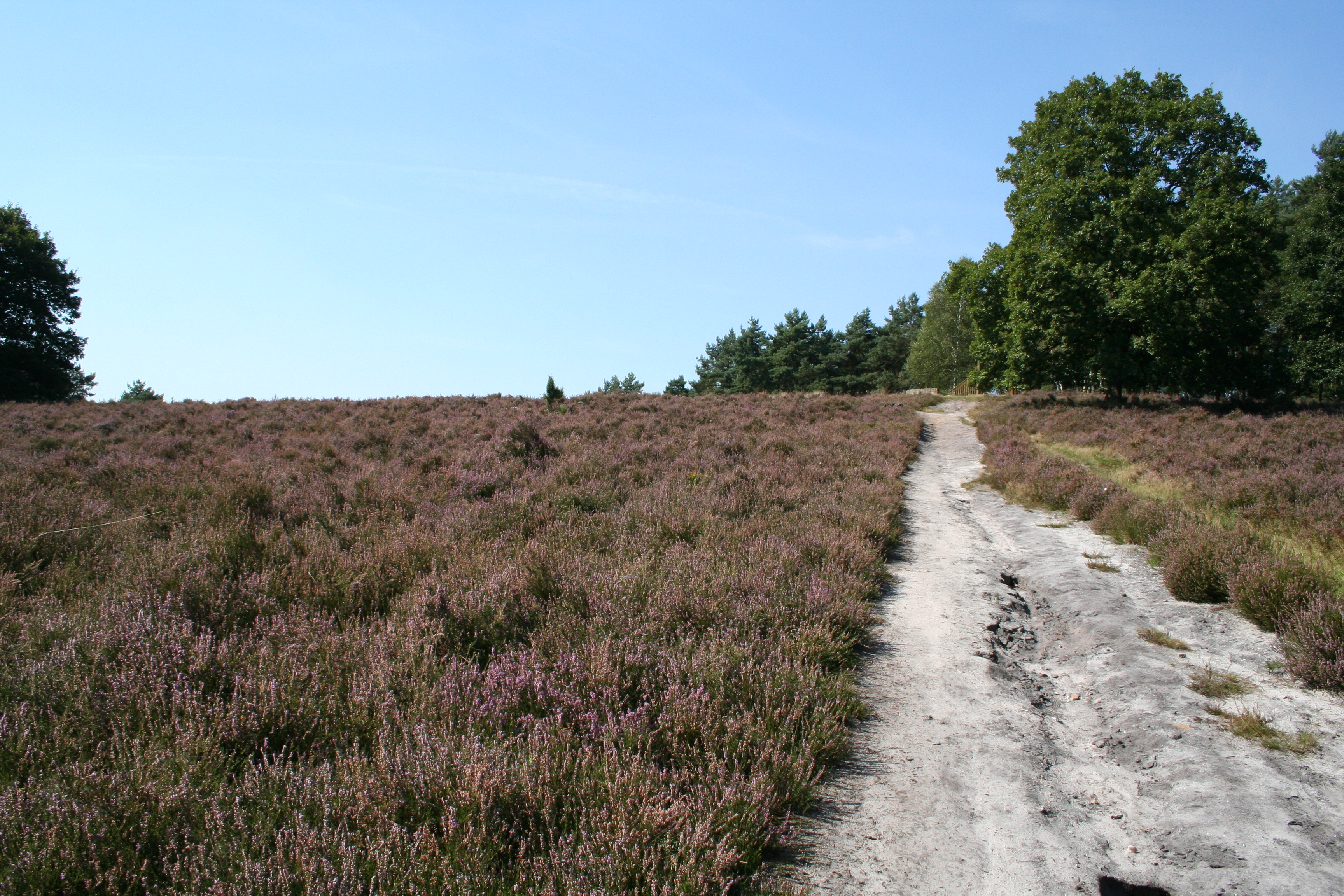 Januarsberg und Eickhofer Heide