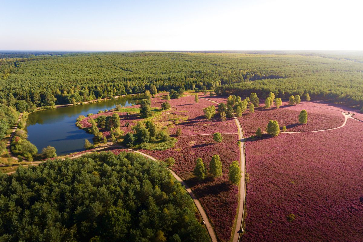 Hermannsburg: The heath at Angelbecksteich | Lüneburger Heide