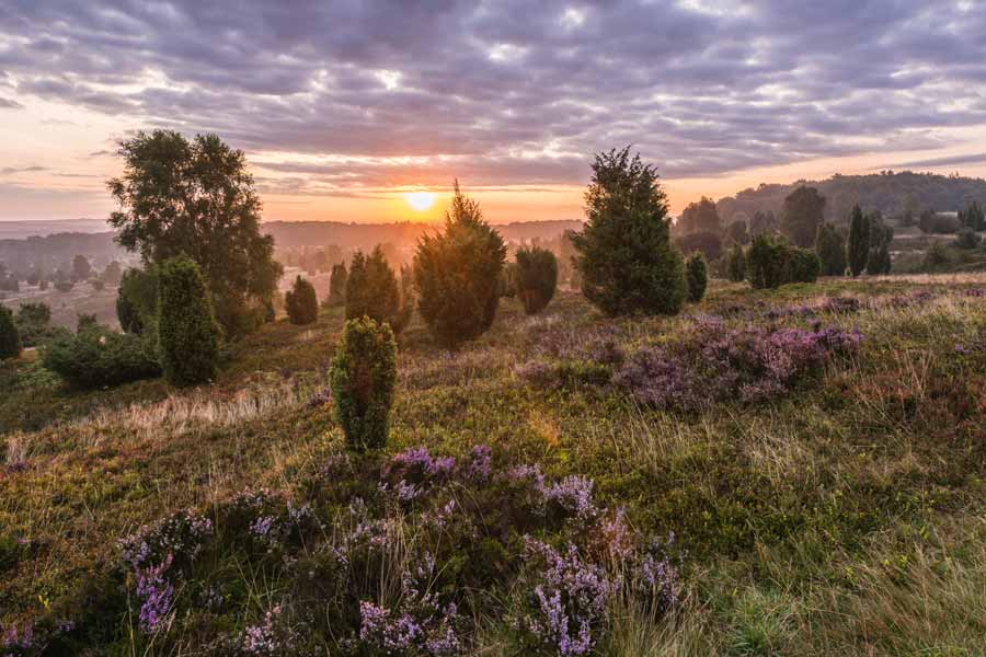 Wilseder Berg - Herz der Heide