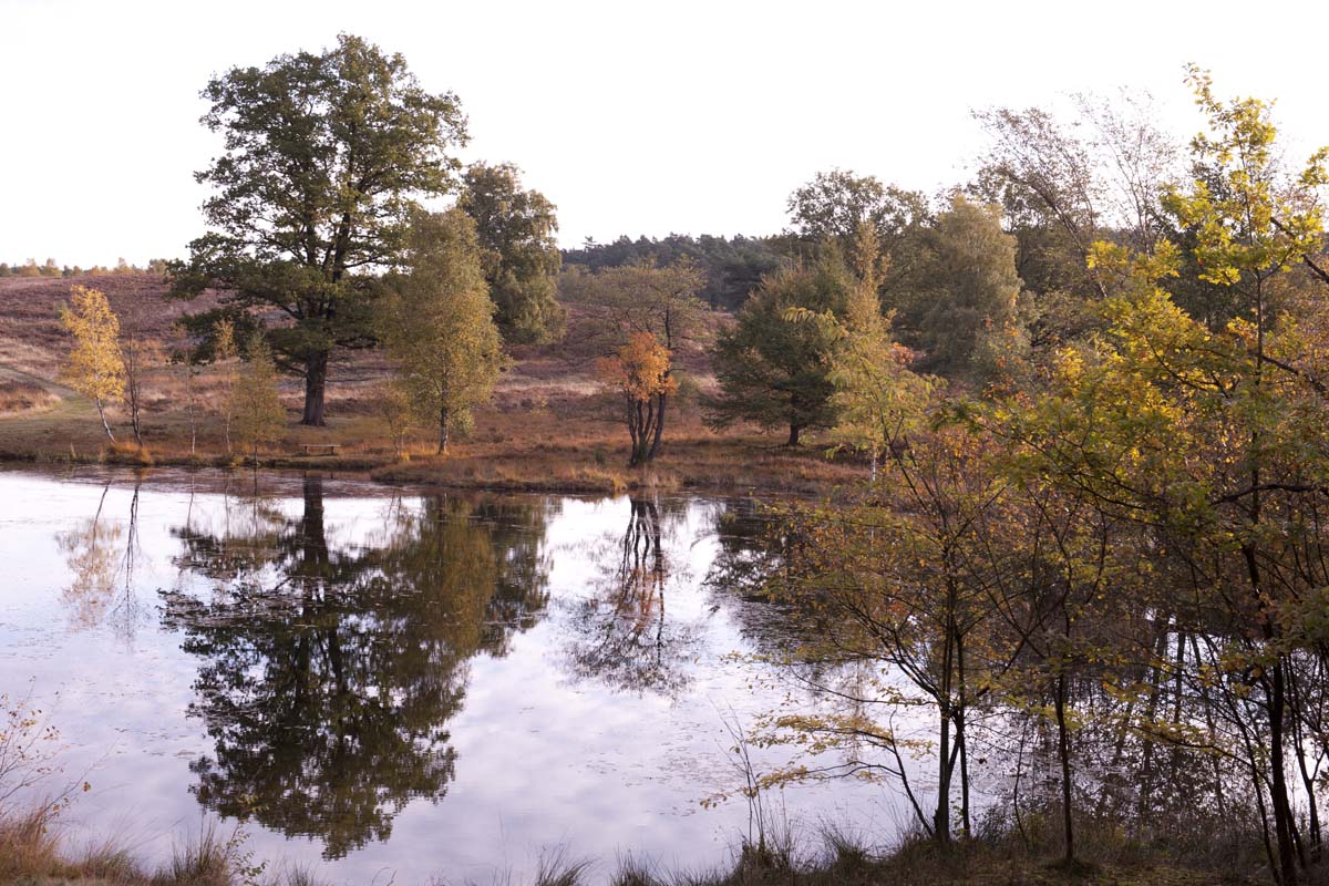 Weseler Heide | Heidschnuckenweg