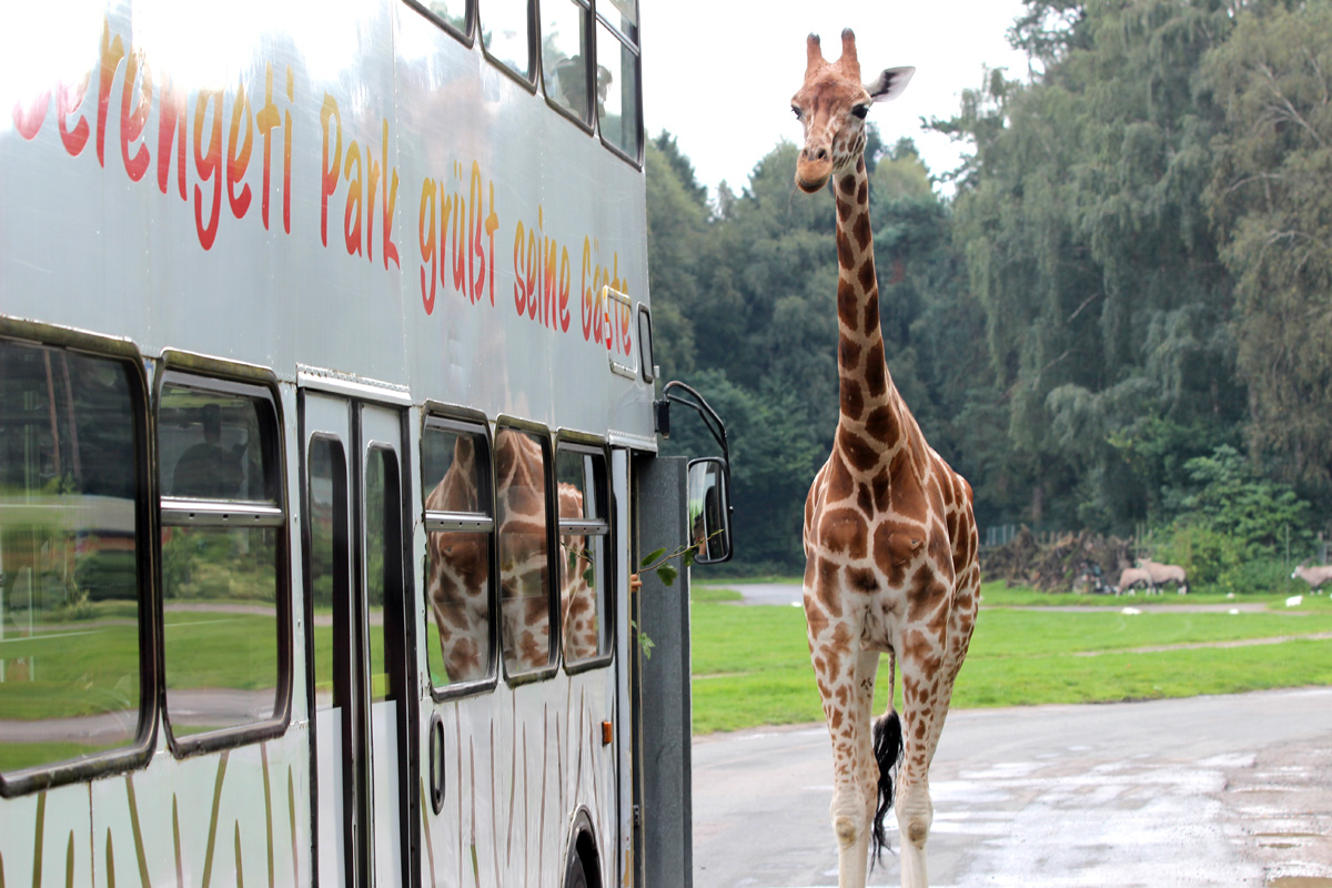 Serengeti Park Bus Safari