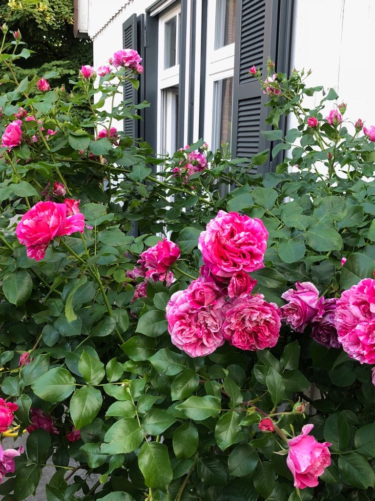 Historische Rose an der Terrasse