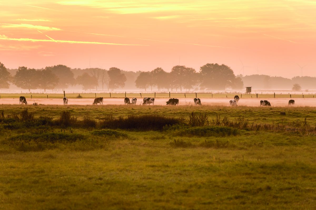 Kühe im Sonnenuntergang an der Aller