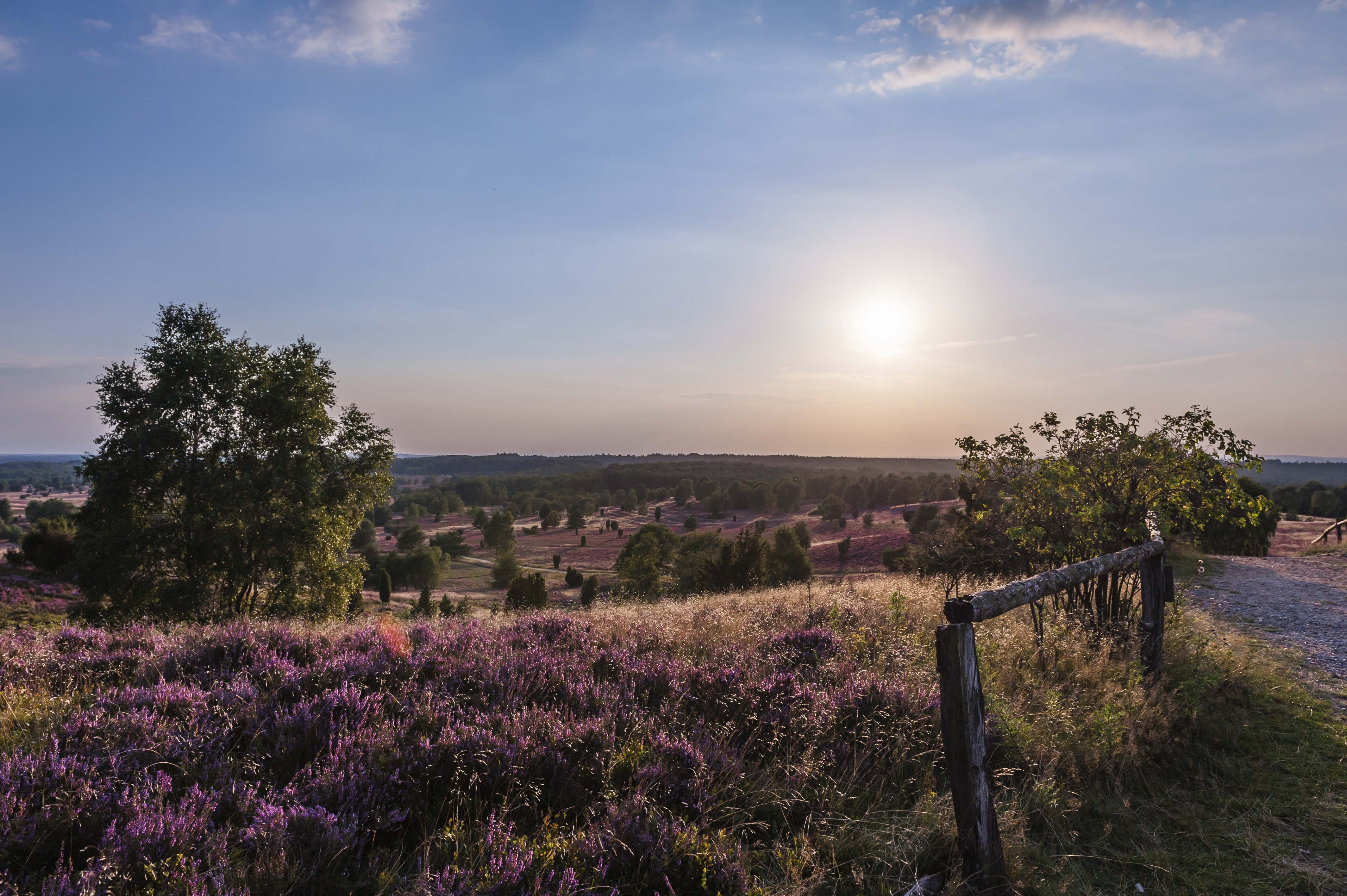 Wilseder Berg - Herz der Heide | Heidschnuckenweg