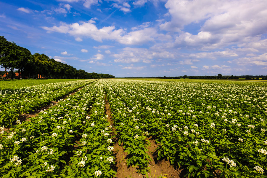 Regional products: the taste of the heath | Lüneburger Heide