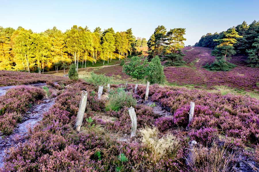Die Misselhorner Heide auf dem Radweg Naturpark Südheide Tour